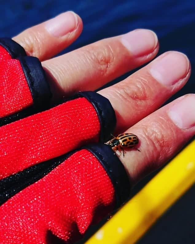 伊勢みずほさんのインスタグラム写真 - (伊勢みずほInstagram)「桧原湖で遊んできたよ🌞 私は釣れなかったよ😂 バス釣りは難しいね😱  #gw #福島県 #桧原湖 #バス釣り #晴れ #ボート #てんとう虫 #心身リラックス #楽しかった #akabeko #issei  #日焼けした #夜はパック #伊勢みずほ」5月4日 19時40分 - isemizuhoo