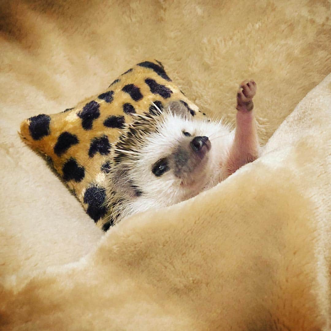 あずきさんのインスタグラム写真 - (あずきInstagram)「Good night, Monaka☺️💕💕💕 昭和の頃、こうやって布団から出ない状態で、一生懸命電気の紐をひっぱって消そうとしてた父ちゃん。 . もなさん、ミルワーム欲しいと手を上に上げるみたい😂😂😂 . . . #おやすみなさい #goodnight #布団から出れない #はりねずみ #ハリネズミ #hedgehog #pygmyhedgehog #lovelypet #cuteanimals #はりねずみのもなか #hedgie #Hérisson #고슴도치 #刺猬 #hedgehogazuki  #hedgehogsofinstagram #animaladdicts #cuddles #meowed #hedgehogazuki #petscorner  #cutepetclub #worldofcutepets #animalvibes #gotchaday #cozy」5月4日 19時43分 - hedgehog_azuki