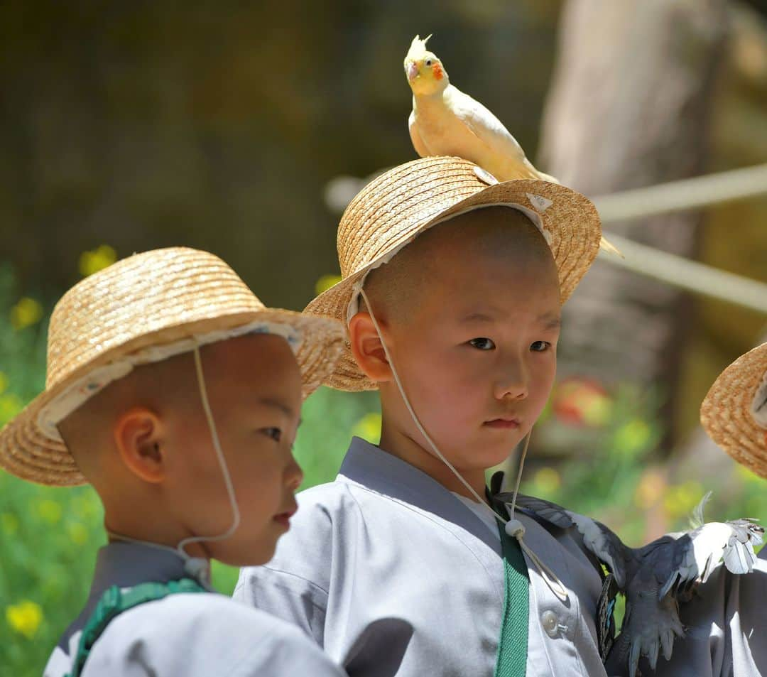 AFP通信さんのインスタグラム写真 - (AFP通信Instagram)「AFP Photo 📷 Jung Yeon-je - South Korean children monks visit an amusement and animal park during their training program learning about Buddhism in Yongin, south of Seoul, on May 2, 2019. . A special temple-stay program for children to learn about Buddhism, including shaving their heads and wearing monk's robes, continues for three weeks ahead of celebrations for Buddha's birthday on May 12. . #Buddhism #monks #Childrenmonks #monk」5月4日 19時44分 - afpphoto