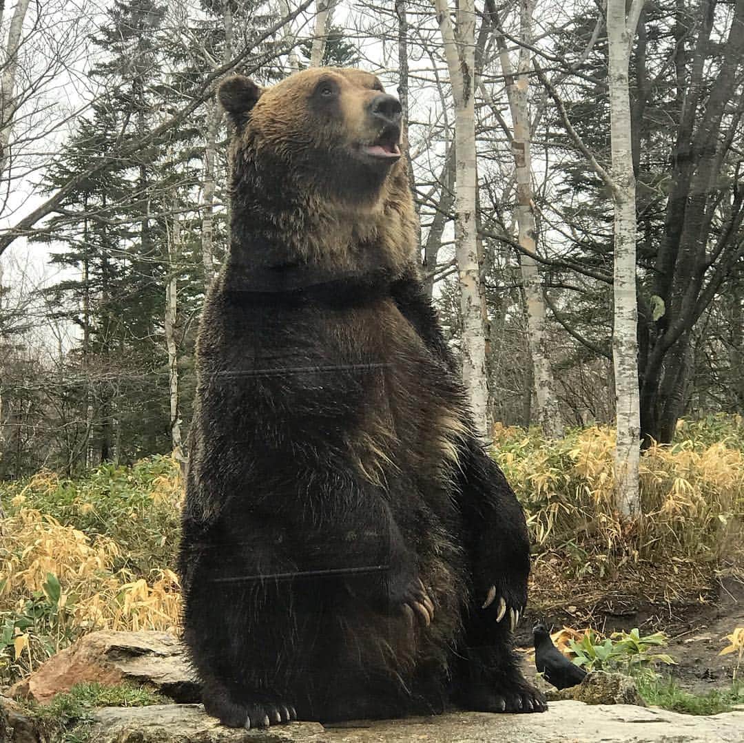 CLEAR de SIGNさんのインスタグラム写真 - (CLEAR de SIGNInstagram)「会社のシンボル 熊 圧倒的な、スケール感 #ヒグマ #北海道 #サホロ #熊」5月4日 19時55分 - cleardesign
