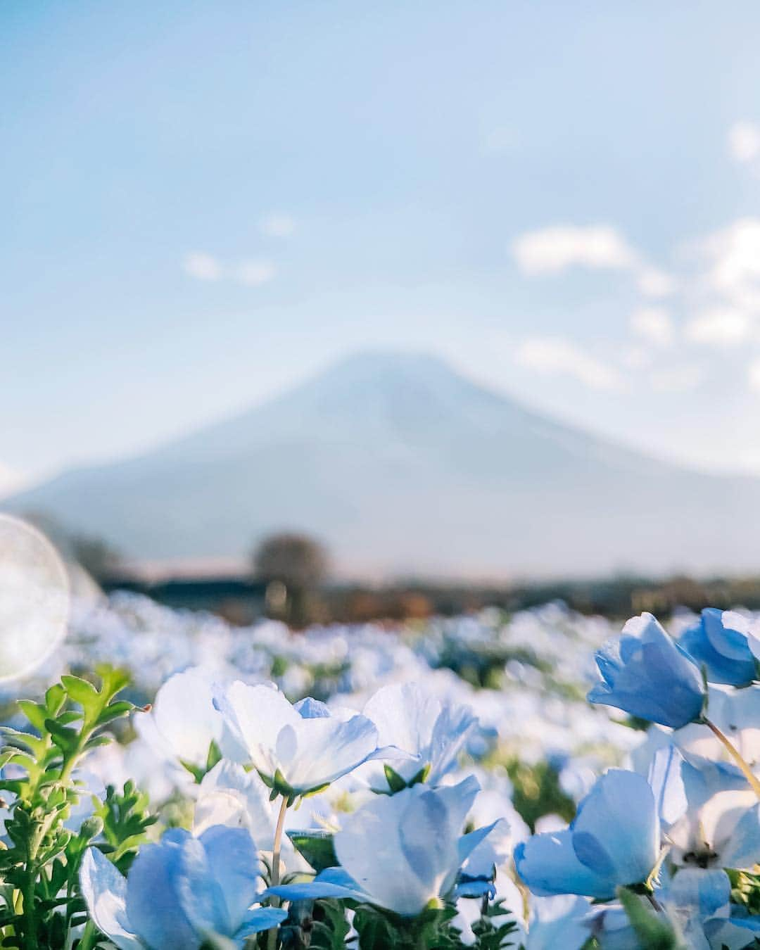 fuka_09さんのインスタグラム写真 - (fuka_09Instagram)「﻿ ﻿ Blue earth﻿ ﻿ ﻿ 令和の始まりは富士山の﻿ 麓で迎えました △ △ △﻿ ﻿ ﻿ #shotoniphone﻿ ﻿ iPhone Lens #Tg_Tele﻿ Telephoto Lens 50mm﻿ ﻿ @tokyo_grapher #Shoton_Tg」5月4日 20時07分 - fuka_09