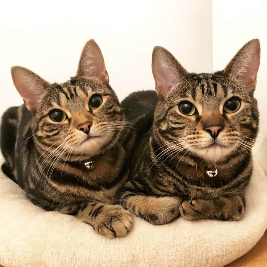CatStockerのインスタグラム：「Hello! #catstocker is here!  Follow our FURRriend @bengal_jasmine.ruby  Scroll right for more pictures 👉 . . . . .  #cat #neko #mačka #chat #kočka #котка #kotek #kot #кіт #mače #кошка #кот #katze #gato #gatto  #子猫 #kattunge #猫 #고양이 #貓 #kedi #köttur #kissanpentu #חתול #кішка #고양이새끼 #chaton #kitty #cats」