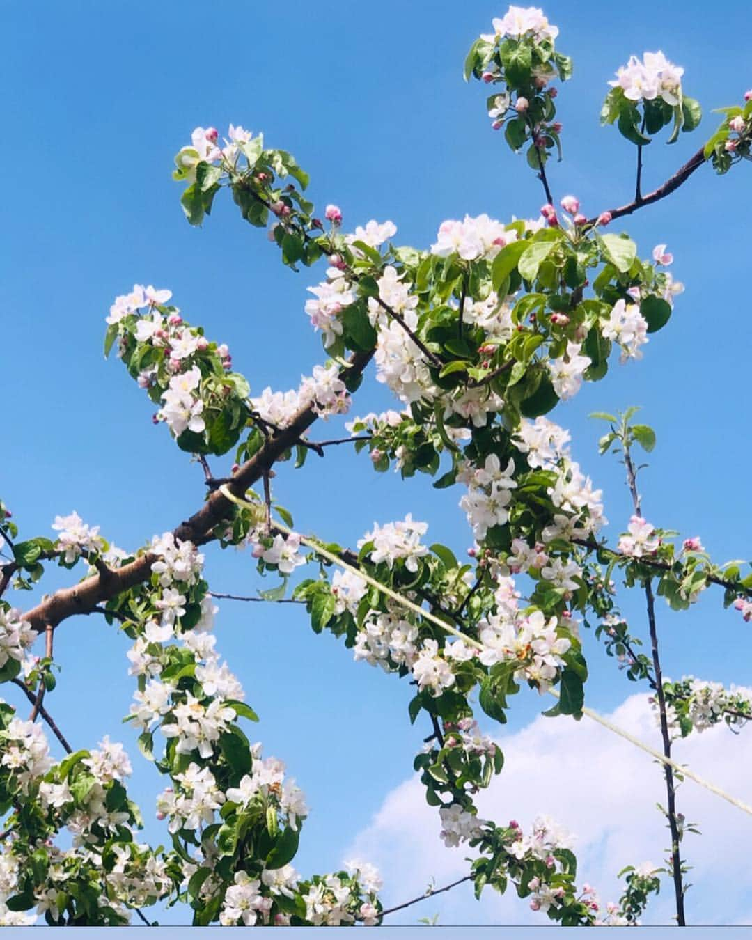 Hiroe Hiranoさんのインスタグラム写真 - (Hiroe HiranoInstagram)「長野にある小布施へ。桜と菜の花🌸🌼が満開。 本当にここは最高だったなぁー❗️ 4キロほど桜並木が続いてるんです🌳花の冠作ってくれた❤️あ、私ではないw みんなで撮影会したり😊ホッコリ✨ . 善光寺や栗が有名な🌰小布施を散策。 古民家レストランや喫茶店で栗を満喫したり。 みんなで歩いてわらってプラプラ🤣 . 🇺🇸アメリカのご縁で繋がったみんなと 日本を旅するのもすごく楽しい。 誰とどこで過ごす時間が醍醐味❤️ . どんなところでも、 大好きな人たちとなら楽しめるってことですな。 . キャンピングカーでも借りて、 予定せず地図を見ながら日本列島回りたいと思った🇯🇵🗾 あぁ、前から友人には言ってるけど。。。 移動できる家（#タイニーハウス)欲しいー💚  海外でも最近お洒落なデザイン多くて人気です。 . #Nagano #Hakuba #travel #family #happy ##旅 #長野 #小布施 #🌸 #桜 #八重桜 #菜の花 #新緑 #春 #green #cherryblossom #picnic #ピクニック #平野宏枝 #日本 #japan」5月4日 20時17分 - hiroe_hirano