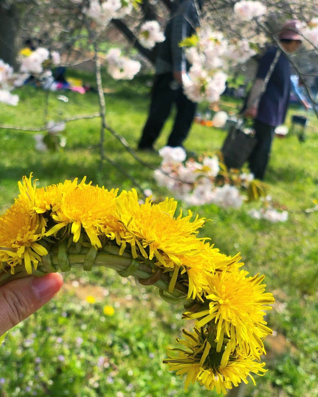 Hiroe Hiranoさんのインスタグラム写真 - (Hiroe HiranoInstagram)「長野にある小布施へ。桜と菜の花🌸🌼が満開。 本当にここは最高だったなぁー❗️ 4キロほど桜並木が続いてるんです🌳花の冠作ってくれた❤️あ、私ではないw みんなで撮影会したり😊ホッコリ✨ . 善光寺や栗が有名な🌰小布施を散策。 古民家レストランや喫茶店で栗を満喫したり。 みんなで歩いてわらってプラプラ🤣 . 🇺🇸アメリカのご縁で繋がったみんなと 日本を旅するのもすごく楽しい。 誰とどこで過ごす時間が醍醐味❤️ . どんなところでも、 大好きな人たちとなら楽しめるってことですな。 . キャンピングカーでも借りて、 予定せず地図を見ながら日本列島回りたいと思った🇯🇵🗾 あぁ、前から友人には言ってるけど。。。 移動できる家（#タイニーハウス)欲しいー💚  海外でも最近お洒落なデザイン多くて人気です。 . #Nagano #Hakuba #travel #family #happy ##旅 #長野 #小布施 #🌸 #桜 #八重桜 #菜の花 #新緑 #春 #green #cherryblossom #picnic #ピクニック #平野宏枝 #日本 #japan」5月4日 20時17分 - hiroe_hirano