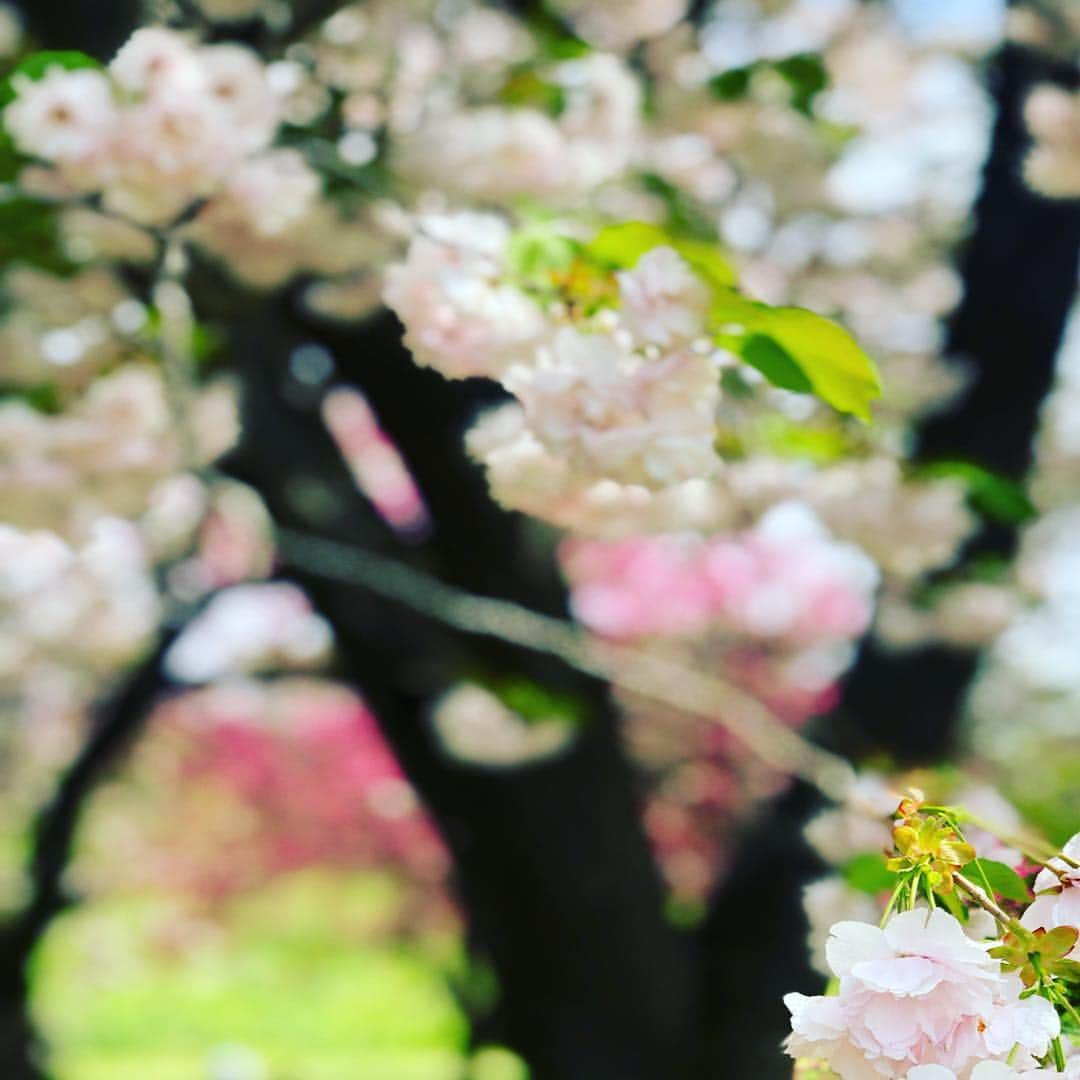 Hiroe Hiranoさんのインスタグラム写真 - (Hiroe HiranoInstagram)「長野にある小布施へ。桜と菜の花🌸🌼が満開。 本当にここは最高だったなぁー❗️ 4キロほど桜並木が続いてるんです🌳花の冠作ってくれた❤️あ、私ではないw みんなで撮影会したり😊ホッコリ✨ . 善光寺や栗が有名な🌰小布施を散策。 古民家レストランや喫茶店で栗を満喫したり。 みんなで歩いてわらってプラプラ🤣 . 🇺🇸アメリカのご縁で繋がったみんなと 日本を旅するのもすごく楽しい。 誰とどこで過ごす時間が醍醐味❤️ . どんなところでも、 大好きな人たちとなら楽しめるってことですな。 . キャンピングカーでも借りて、 予定せず地図を見ながら日本列島回りたいと思った🇯🇵🗾 あぁ、前から友人には言ってるけど。。。 移動できる家（#タイニーハウス)欲しいー💚  海外でも最近お洒落なデザイン多くて人気です。 . #Nagano #Hakuba #travel #family #happy ##旅 #長野 #小布施 #🌸 #桜 #八重桜 #菜の花 #新緑 #春 #green #cherryblossom #picnic #ピクニック #平野宏枝 #日本 #japan」5月4日 20時17分 - hiroe_hirano