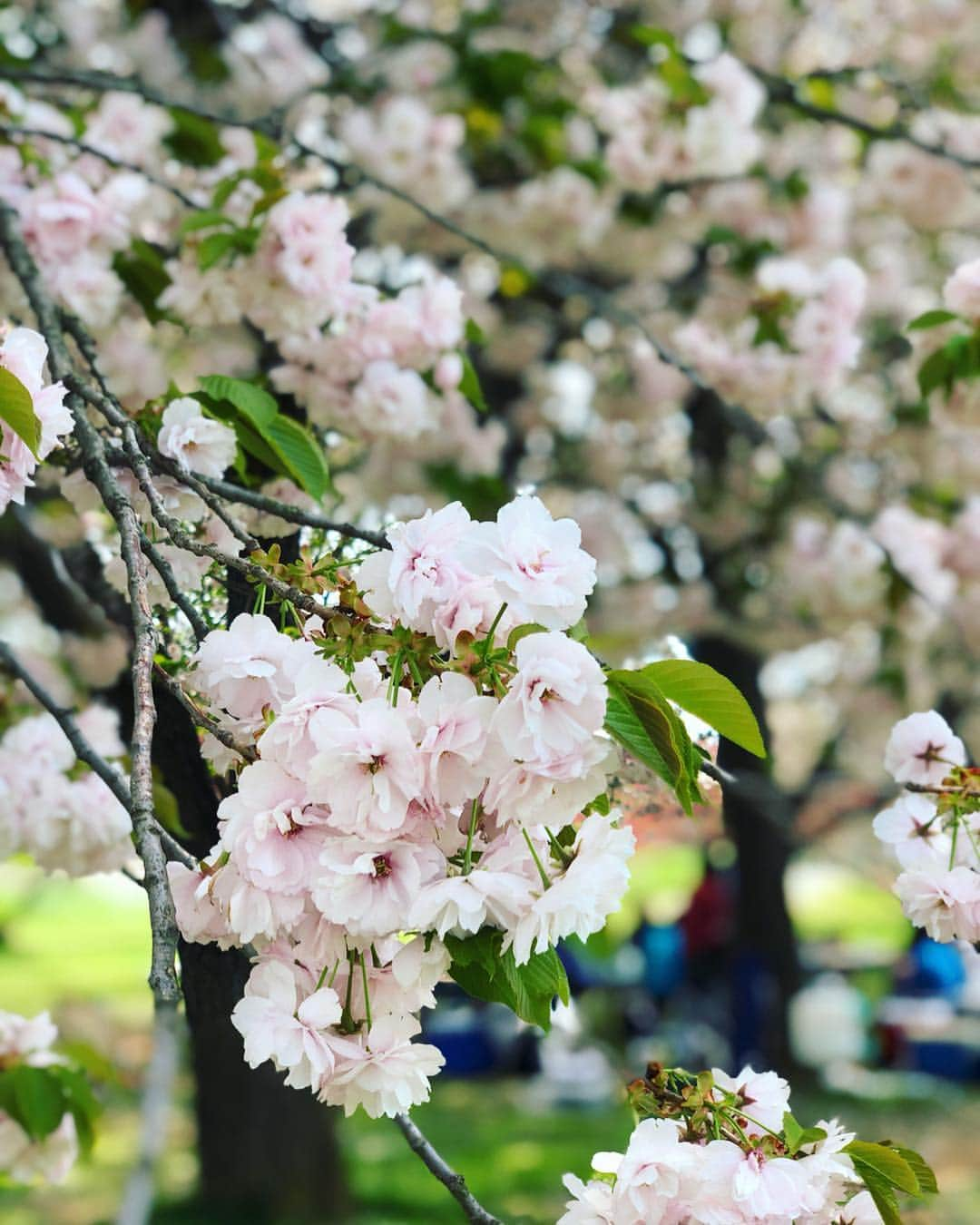 Hiroe Hiranoさんのインスタグラム写真 - (Hiroe HiranoInstagram)「長野にある小布施へ。桜と菜の花🌸🌼が満開。 本当にここは最高だったなぁー❗️ 4キロほど桜並木が続いてるんです🌳花の冠作ってくれた❤️あ、私ではないw みんなで撮影会したり😊ホッコリ✨ . 善光寺や栗が有名な🌰小布施を散策。 古民家レストランや喫茶店で栗を満喫したり。 みんなで歩いてわらってプラプラ🤣 . 🇺🇸アメリカのご縁で繋がったみんなと 日本を旅するのもすごく楽しい。 誰とどこで過ごす時間が醍醐味❤️ . どんなところでも、 大好きな人たちとなら楽しめるってことですな。 . キャンピングカーでも借りて、 予定せず地図を見ながら日本列島回りたいと思った🇯🇵🗾 あぁ、前から友人には言ってるけど。。。 移動できる家（#タイニーハウス)欲しいー💚  海外でも最近お洒落なデザイン多くて人気です。 . #Nagano #Hakuba #travel #family #happy ##旅 #長野 #小布施 #🌸 #桜 #八重桜 #菜の花 #新緑 #春 #green #cherryblossom #picnic #ピクニック #平野宏枝 #日本 #japan」5月4日 20時17分 - hiroe_hirano