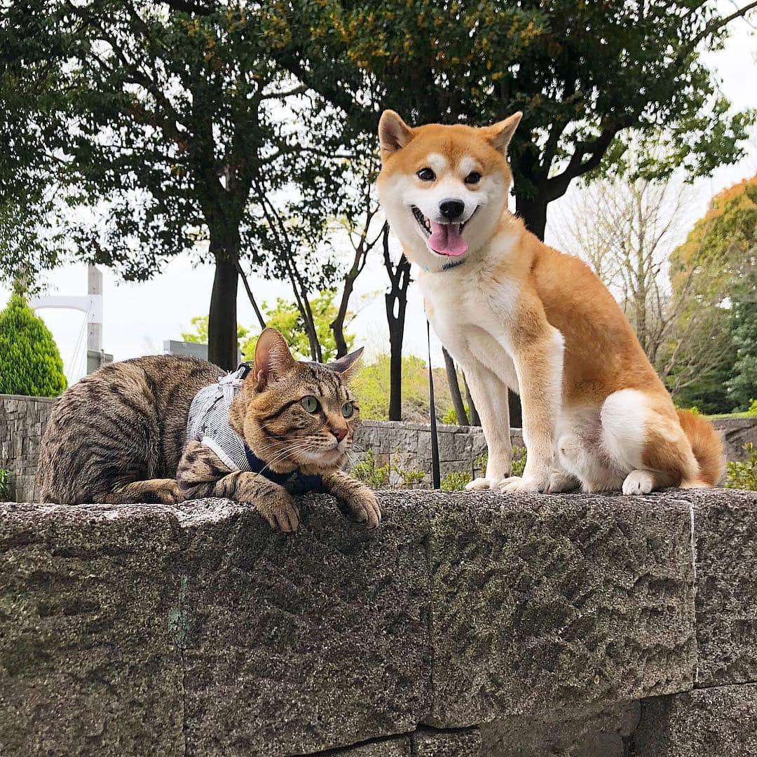 のインスタグラム：「. #goodnight Yu🐶Toro🐱 . #おやすみなさい #ゆうはトリミング行ってきたよ #抜け毛たくさんとれてスッキリ  #GW残り僅かだー」