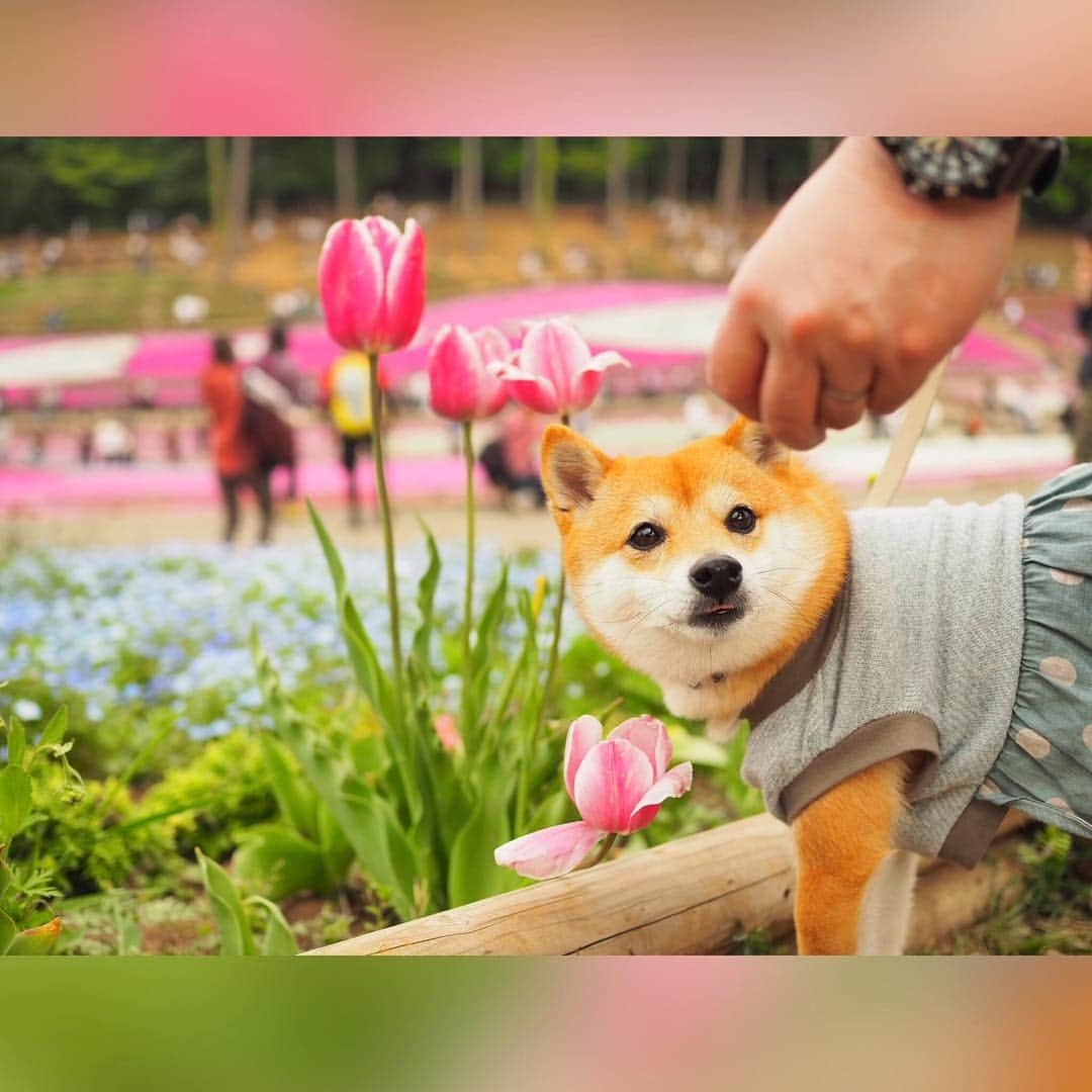 豆柴にこちゃんさんのインスタグラム写真 - (豆柴にこちゃんInstagram)「🐶🌸 今日は渋滞覚悟で、 #羊山公園 の芝桜を見てきたよ✨ . 行きはスムーズだったけど、 帰りは渋滞！ . 芝桜は1/3くらいはハゲてたけど、 残りはキレイに咲いてました🌸 . 優しい柴ちゃんとベロチュウしたり、 イノシシのはく製🐗とも撮影したよ‼️ . 道中、トイレさせるために コンビニ寄ったらゆっくりだけど 結構いっぱい歩いててママ感激😭 . #にこの右足闘病記 . #柴犬#豆柴#pecoいぬ部#犬#わんこ#犬#ここ柴部#shibainu#dog#mameshiba#pecotv#dog#いぬのきもち部#しばいぬ#しばけん#こいぬ#シバイヌ#いぬ#イヌ#赤柴#マメシバ#ペット#日本犬#子犬#puppy#doggo#pet」5月4日 20時36分 - nikochan.mame48