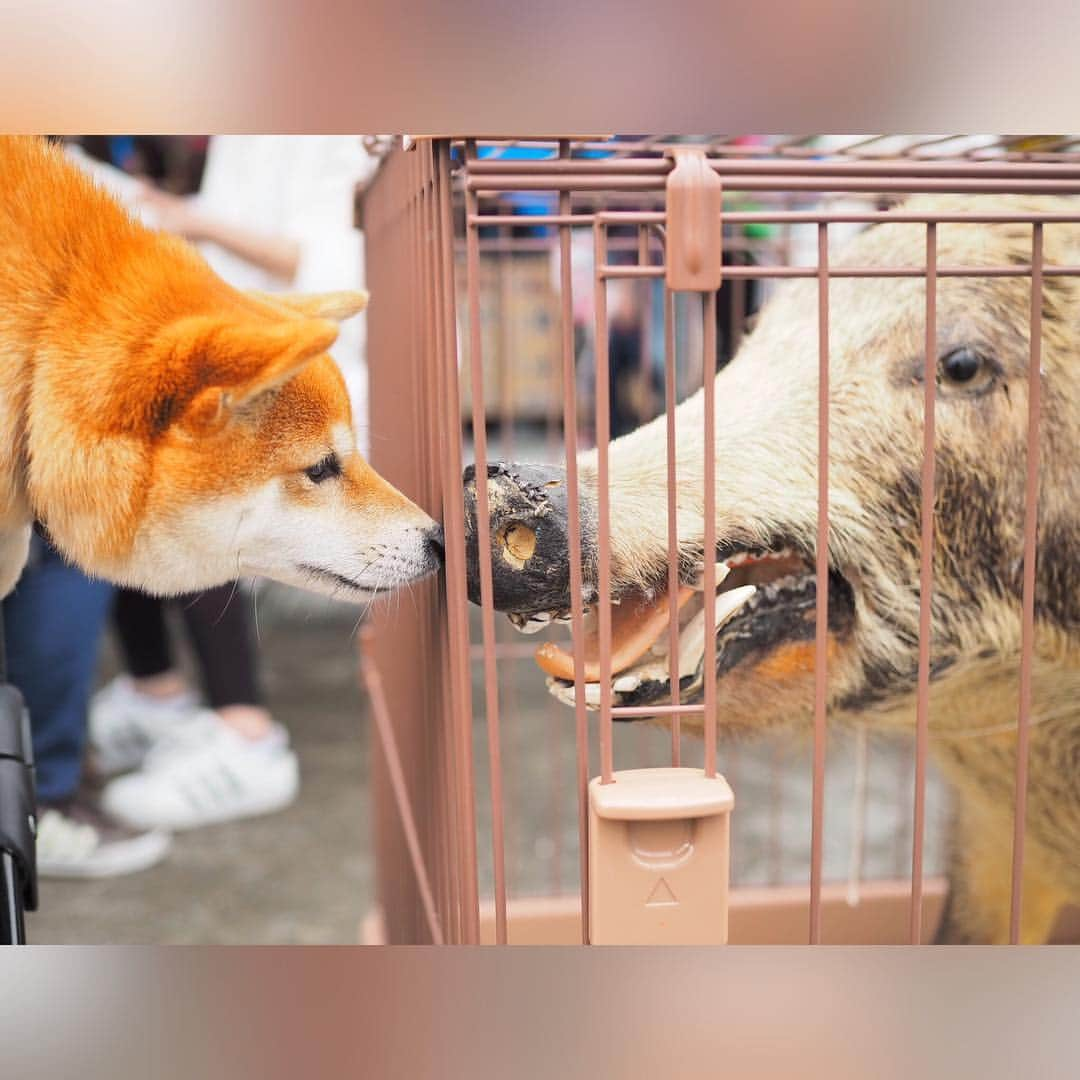 豆柴にこちゃんさんのインスタグラム写真 - (豆柴にこちゃんInstagram)「🐶🌸 今日は渋滞覚悟で、 #羊山公園 の芝桜を見てきたよ✨ . 行きはスムーズだったけど、 帰りは渋滞！ . 芝桜は1/3くらいはハゲてたけど、 残りはキレイに咲いてました🌸 . 優しい柴ちゃんとベロチュウしたり、 イノシシのはく製🐗とも撮影したよ‼️ . 道中、トイレさせるために コンビニ寄ったらゆっくりだけど 結構いっぱい歩いててママ感激😭 . #にこの右足闘病記 . #柴犬#豆柴#pecoいぬ部#犬#わんこ#犬#ここ柴部#shibainu#dog#mameshiba#pecotv#dog#いぬのきもち部#しばいぬ#しばけん#こいぬ#シバイヌ#いぬ#イヌ#赤柴#マメシバ#ペット#日本犬#子犬#puppy#doggo#pet」5月4日 20時36分 - nikochan.mame48