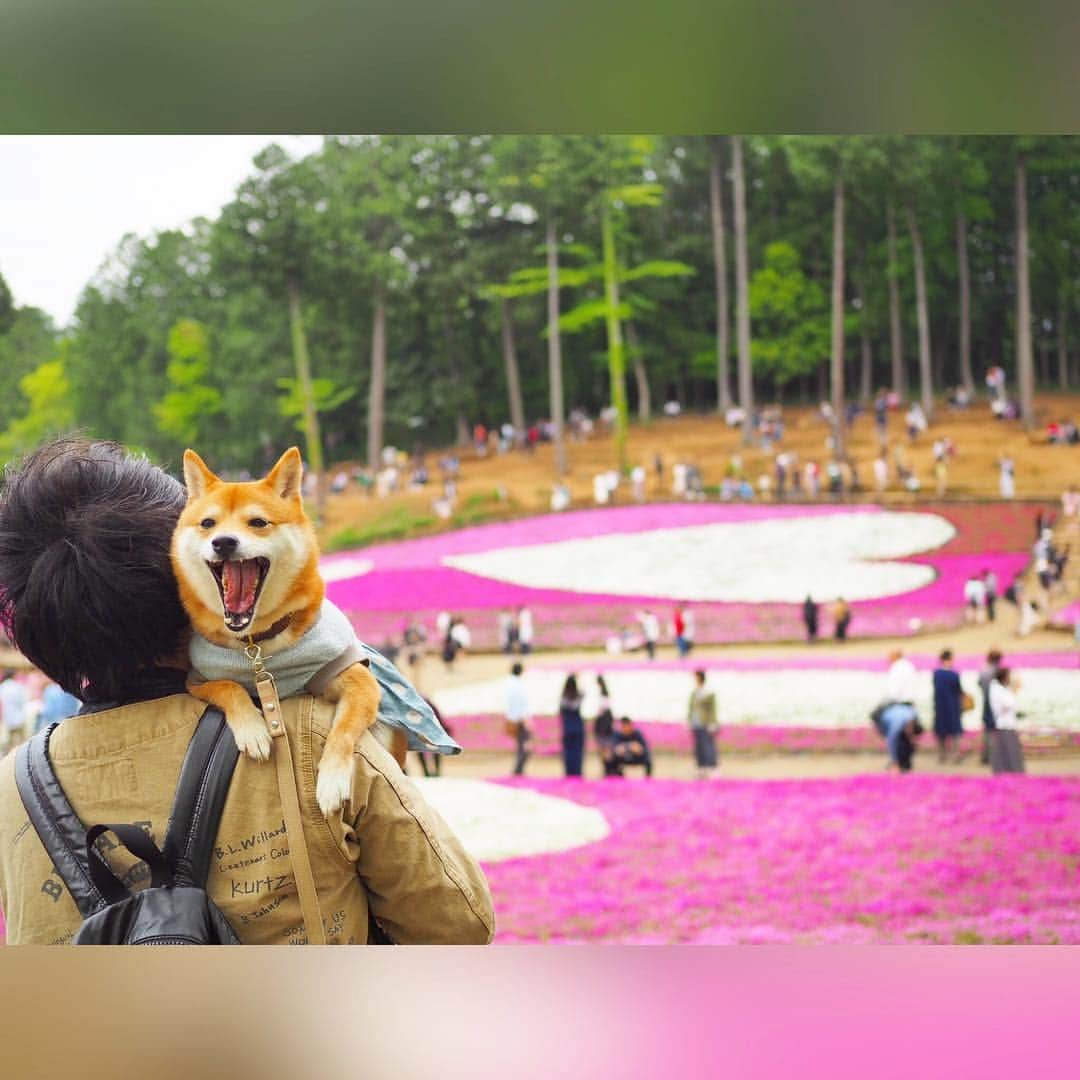 豆柴にこちゃんさんのインスタグラム写真 - (豆柴にこちゃんInstagram)「🐶🌸 今日は渋滞覚悟で、 #羊山公園 の芝桜を見てきたよ✨ . 行きはスムーズだったけど、 帰りは渋滞！ . 芝桜は1/3くらいはハゲてたけど、 残りはキレイに咲いてました🌸 . 優しい柴ちゃんとベロチュウしたり、 イノシシのはく製🐗とも撮影したよ‼️ . 道中、トイレさせるために コンビニ寄ったらゆっくりだけど 結構いっぱい歩いててママ感激😭 . #にこの右足闘病記 . #柴犬#豆柴#pecoいぬ部#犬#わんこ#犬#ここ柴部#shibainu#dog#mameshiba#pecotv#dog#いぬのきもち部#しばいぬ#しばけん#こいぬ#シバイヌ#いぬ#イヌ#赤柴#マメシバ#ペット#日本犬#子犬#puppy#doggo#pet」5月4日 20時36分 - nikochan.mame48