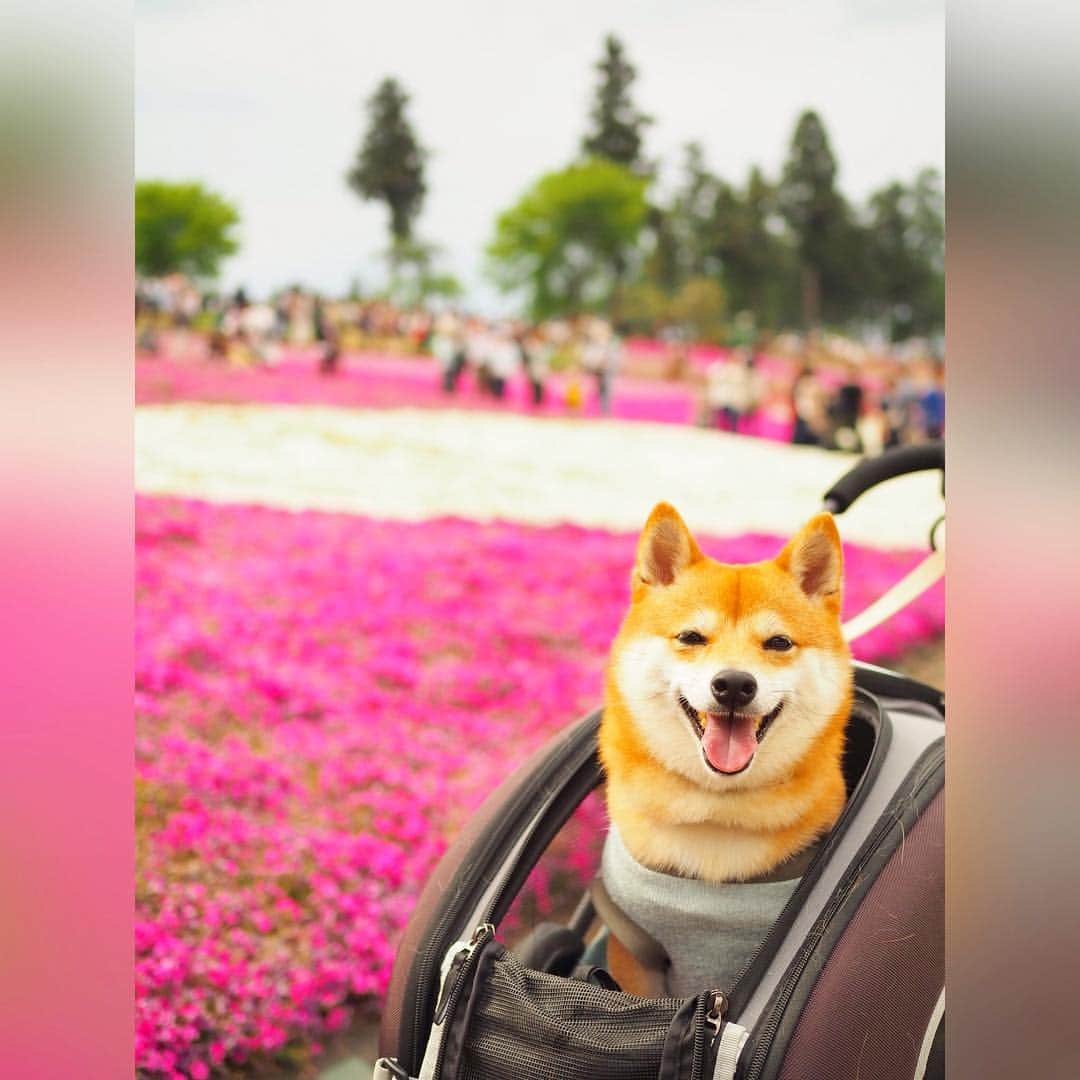 豆柴にこちゃんさんのインスタグラム写真 - (豆柴にこちゃんInstagram)「🐶🌸 今日は渋滞覚悟で、 #羊山公園 の芝桜を見てきたよ✨ . 行きはスムーズだったけど、 帰りは渋滞！ . 芝桜は1/3くらいはハゲてたけど、 残りはキレイに咲いてました🌸 . 優しい柴ちゃんとベロチュウしたり、 イノシシのはく製🐗とも撮影したよ‼️ . 道中、トイレさせるために コンビニ寄ったらゆっくりだけど 結構いっぱい歩いててママ感激😭 . #にこの右足闘病記 . #柴犬#豆柴#pecoいぬ部#犬#わんこ#犬#ここ柴部#shibainu#dog#mameshiba#pecotv#dog#いぬのきもち部#しばいぬ#しばけん#こいぬ#シバイヌ#いぬ#イヌ#赤柴#マメシバ#ペット#日本犬#子犬#puppy#doggo#pet」5月4日 20時36分 - nikochan.mame48