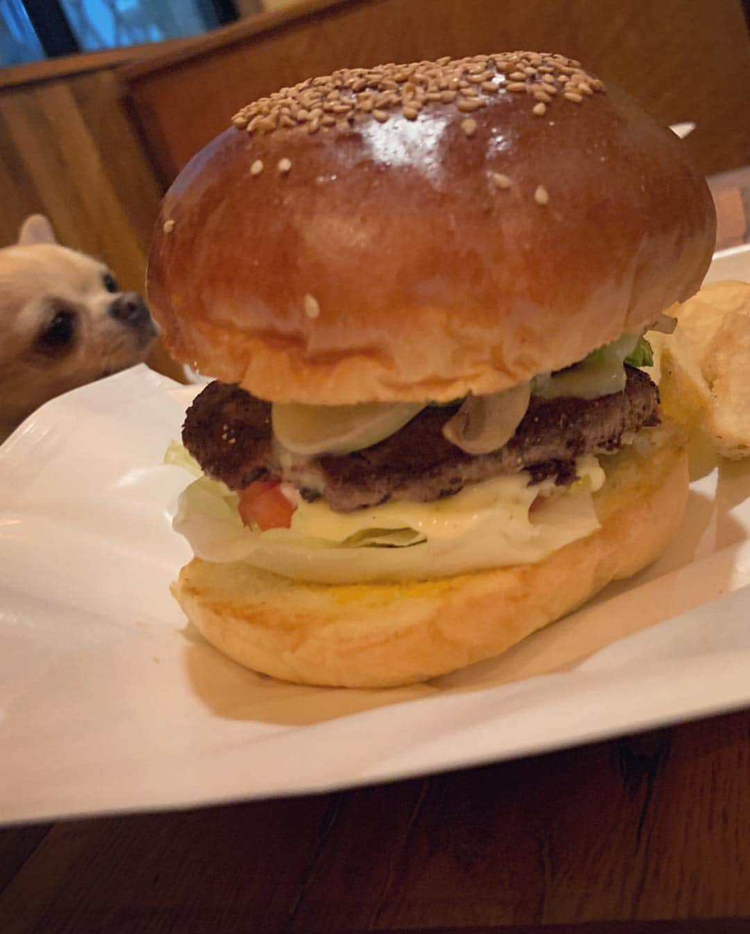 巴田みず希さんのインスタグラム写真 - (巴田みず希Instagram)「🍔✨ ・ そして帰りは代々木公園の目の前にあるワンコ同伴🆗のハンバーガー屋さん #ARMS へ。 ・ 赤ちゃんとワンコ、両方連れてのお出かけはなかなか大変だけど😝 ・ 小晴くんと離れたくなくて、一緒に行けるところを探してしまうよ♡ ・ でも吠えないし一緒に連れて行って何〜も問題無し！ ・ いつも一緒がいい😚💕 ・ ・ #小晴くん大好き #アボガドが入ってるハンバーガー大好き #美味しかった #armshumberger  #アームズハンバーガー ・ #winsun #キャリーリュック #ワンコ同伴 #犬同伴 #お出かけ #赤ちゃんとお出かけ #赤ちゃんと犬のいる生活 #赤ちゃんのいる生活 #8ヶ月 #8monthsbaby #whatabeautifulday #育児 #子育て #幸せな時間 #30代初ママ #新米ママと繋がりたい #ママリ #女の子ママ #babyandme #babygirl #humberger #代々木公園」5月4日 20時39分 - mizukitomoda