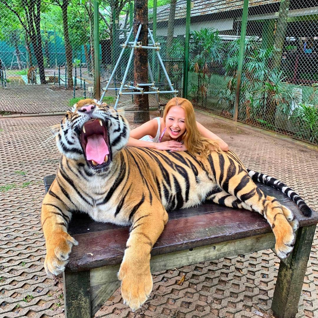 神咲 麻央 / まおちゃるさんのインスタグラム写真 - (神咲 麻央 / まおちゃるInstagram)「ガオー🐯❣️ ほんとにかわいすぎるー😭💖💖💖 一生の思い出😭💖💖💖トラさんありがとう😭💖💖💖 #phuket #thailand #tiger #tigerkingdomphuket #animal #trip #プーケット #タイ #虎 #トラ #タイガーキングダム #動物 #海外旅行」5月4日 21時00分 - _maocharu_