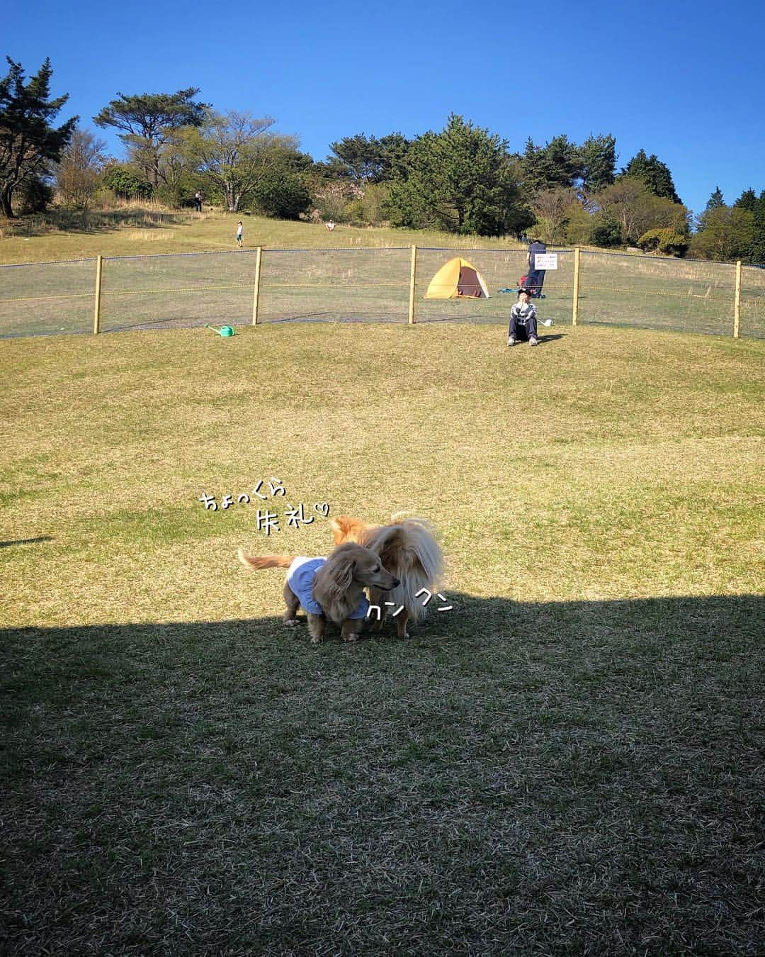 チズさんのインスタグラム写真 - (チズInstagram)「マロ君🐶GW満喫🌷🌷✨ 遊んでくれたワンちゃん🐕🐾 ありがとォー💕🙏 #六甲山#ドッグラン #おじさんはしゃぐ ♡ #まだまだ走るでぇ 💨💨 #六甲山カンツリーハウス  #動くマロン#🎥 #Mダックス #ダックス#ミニチュアダックス #ミニチュアダックスフンド #ミニチュアダックスクリーム #短足犬 #短足部 #カニンヘンダックス #関西ダックス#親父犬 #ダックス13歳#シニア犬 #犬なしでは生きていけません会#犬は家族 #インスタでわんこみるのが日課 ♡♡」5月4日 21時20分 - sqi.chizu