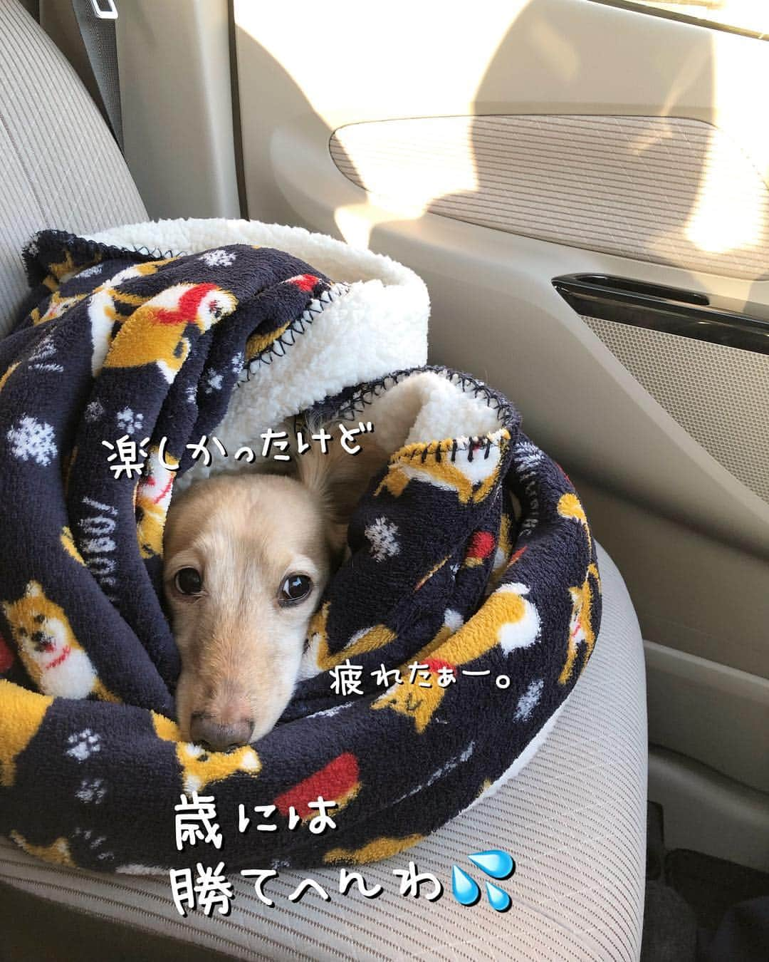 チズさんのインスタグラム写真 - (チズInstagram)「マロ君🐶GW満喫🌷🌷✨ 遊んでくれたワンちゃん🐕🐾 ありがとォー💕🙏 #六甲山#ドッグラン #おじさんはしゃぐ ♡ #まだまだ走るでぇ 💨💨 #六甲山カンツリーハウス  #動くマロン#🎥 #Mダックス #ダックス#ミニチュアダックス #ミニチュアダックスフンド #ミニチュアダックスクリーム #短足犬 #短足部 #カニンヘンダックス #関西ダックス#親父犬 #ダックス13歳#シニア犬 #犬なしでは生きていけません会#犬は家族 #インスタでわんこみるのが日課 ♡♡」5月4日 21時20分 - sqi.chizu