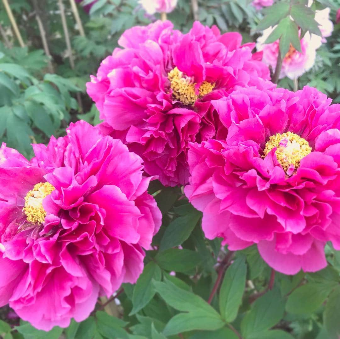 小嶋晶子のインスタグラム：「#牡丹 #peony #🌺」