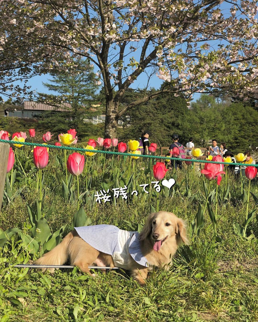 チズのグルメインスタ