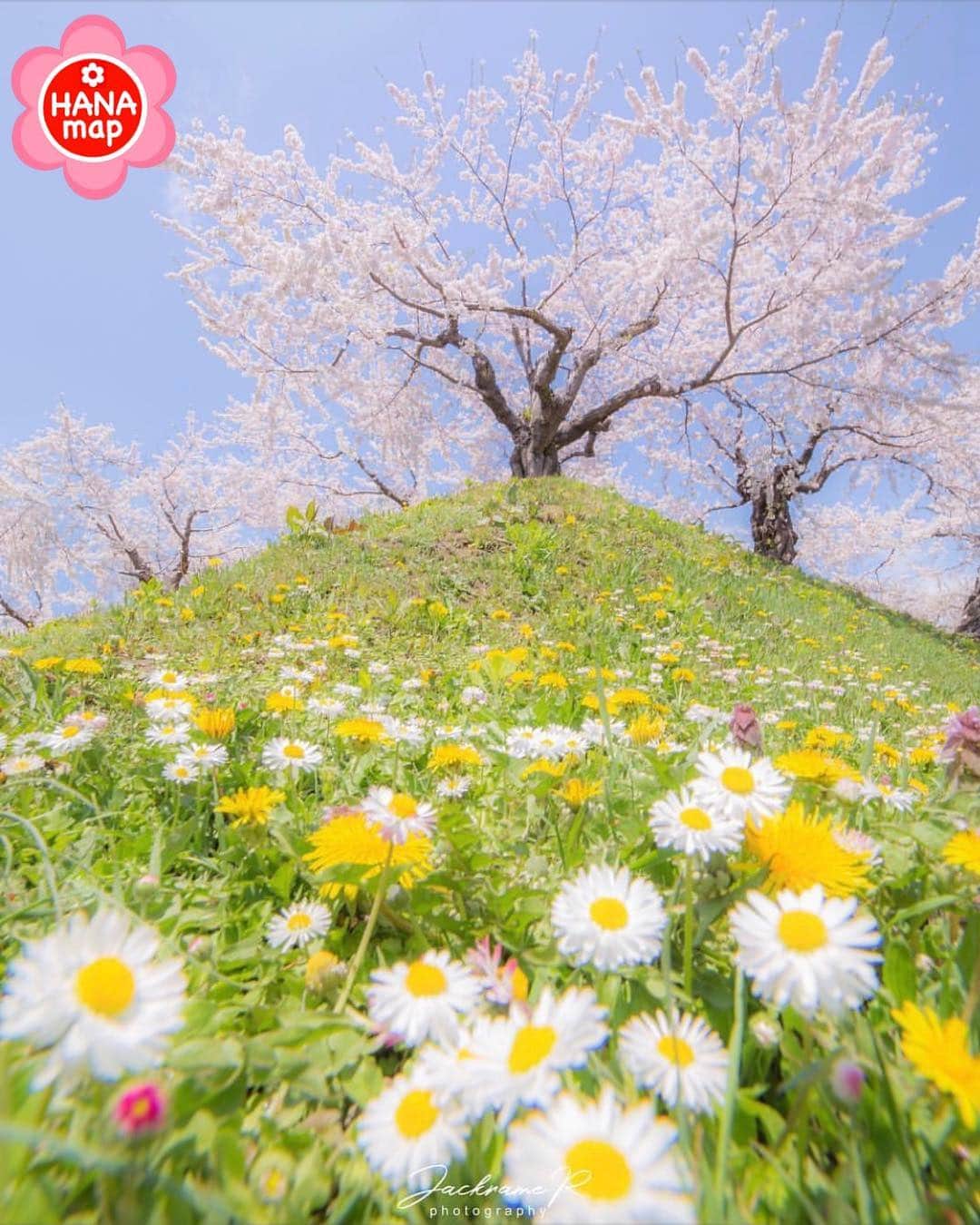 はなまっぷ❁日本の花風景さんのインスタグラム写真 - (はなまっぷ❁日本の花風景Instagram)「🌸はなまっぷ🌸 * @_jackramer_ さんの 花のある風景に花まるを💮 * 桜と春の花々の、ほんわか可愛いコラボをありがとうございます😊🌸 * 北海道  #五稜郭 Goryokaku, Hokkaido. * 🌼サクラの花言葉📝🌼 優美な女性、精神の美 * 🌸•••🌸•••🌸•••🌸•••🌸•••🌸 * いつも素敵なお花をありがとうございます😊 日本の花のある風景にタグ付けしてください🌸 お花があれば何でもOKです💓 #はなまっぷ * #日本の美しい花風景#花のある風景#花#花言葉#花畑#桜#サクラ#タンポポ#たんぽぽ」5月4日 21時32分 - hanamap