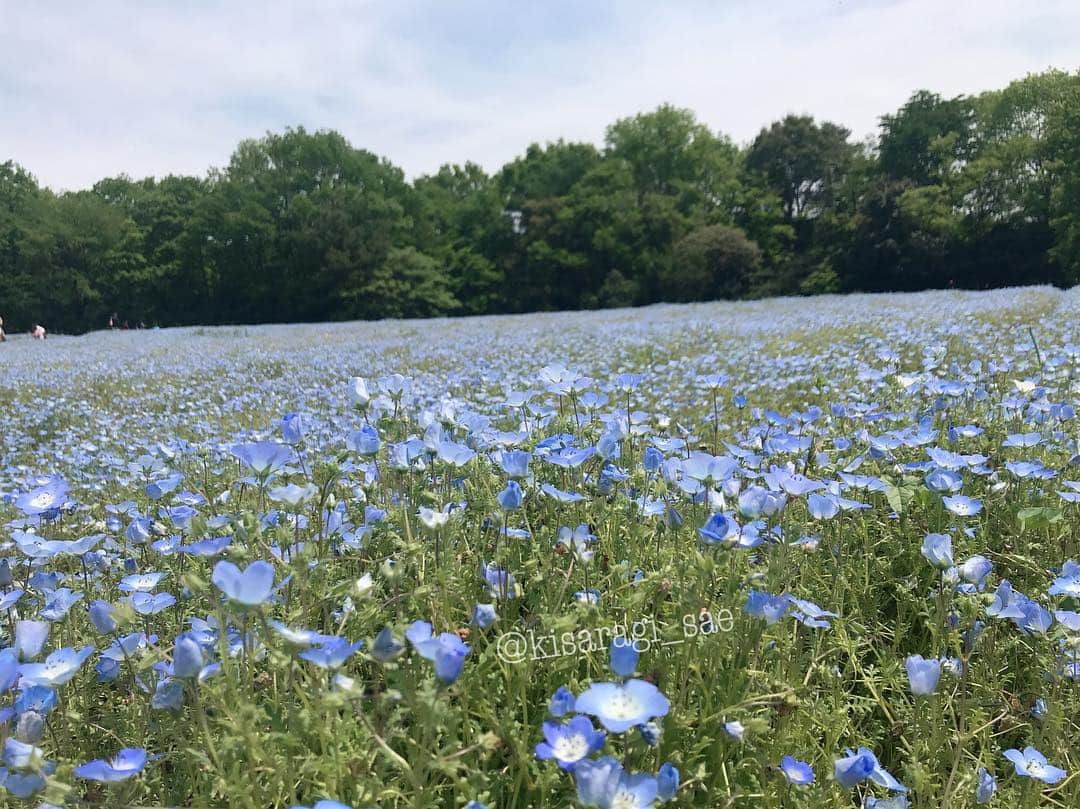 如月さえのインスタグラム