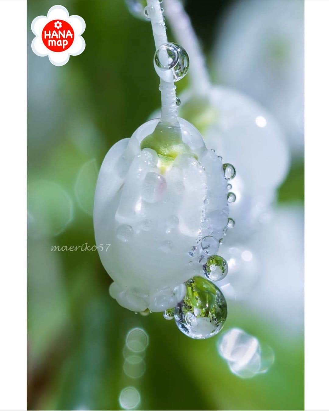 はなまっぷ❁日本の花風景のインスタグラム