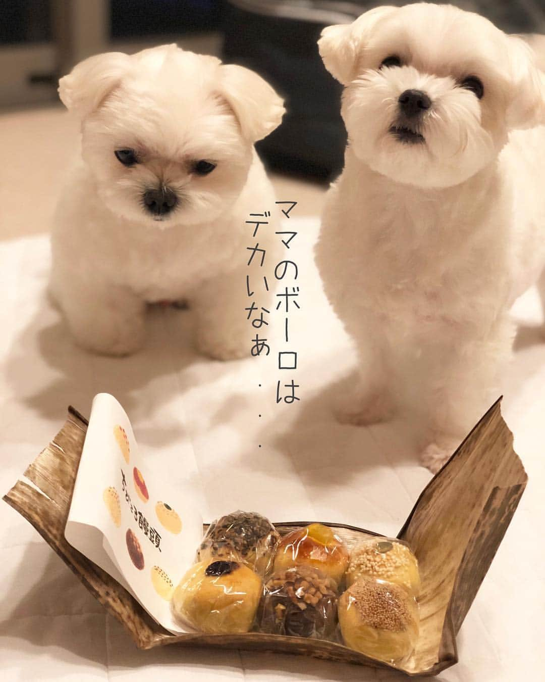 おかゆ & おもちさんのインスタグラム写真 - (おかゆ & おもちInstagram)「...🐶😋🐶😋➰⚪️⚪️ . . 「ちびころ饅頭💕」 前に誰かのインスタで見て、目がハート😍になってたやつ〜〜😋 . . どうや‼️おかゆっち❣️ ママのボーロは、こんなに大っきいんやで〜〜😆😝💕 . . 大阪のパパママさん、ありがと🙇🏻‍♀️🙇🏻‍♂️ 私が4個、パパが2個いただきました〜😆美味しかった〜😋 . . おかゆっちともっちの顔がまん丸で、ちびころ饅頭に見える🤣💦 . . GWは減っていくのに、私の体重は増えていきます💦💦😱 . . . ❤︎ .  #maltese #malteseofinstagram #happydog #dogsmile #doglove #doglover #doglife #dogsofinstagram #dogstagram #instadog #lovedogs #ilovemydog #cutedog #west_dog_japan #dogoftheday #멍스타그램 . #okayusan #マルチーズ #マルチーズ好き #エブリドッグ #犬バカ部 #癒しわんこ #わんこ #愛犬 #大好き #pecoいぬ部 #いぬすた #わんこは家族 #みんなのわんこ #ちびころ饅頭」5月4日 21時49分 - okayuchan0421