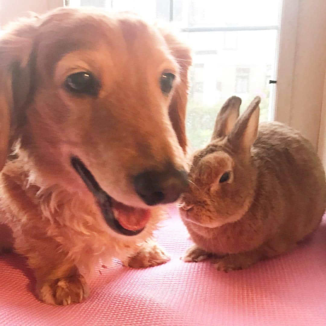 Chieko Shibutaさんのインスタグラム写真 - (Chieko ShibutaInstagram)「たろー🐶＆うじゃこ🐰 地方☀️ たろー！ 連日の緊張感😅 今日は🏡で のんびり リラックス^_^ これも 楽しいね❤️ ゆるゆる😊🐰✨ 💕✨🐶🍀🐰✨💕 #dachshund #dachshunds #dachshundlove #dog #dogs #doglove #instadog #instagram #instagood #pet #pets #petsagram #cute #cutepe #cutepet #cutedog #cuteanimals #likes #09076999576 happy #smile #rabbit #ラビット #ミニュチュア #ミニュチュアダックス  #ミニュチュアダックスフント #うさぎ部 #うさぎ #ダックス #ダックスフンドロングヘアー#ねざーらんどわーふ」5月4日 21時46分 - chieko.81