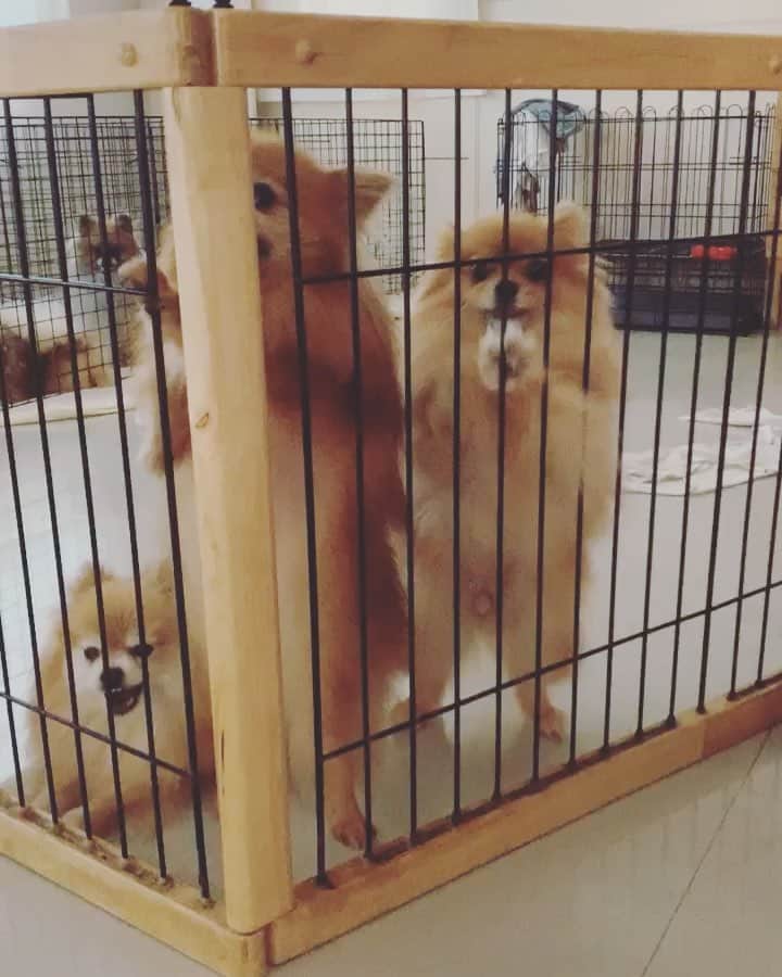 r_oseのインスタグラム：「My two little dancing queens🖤.... Mini👑and Cody👑〰️」