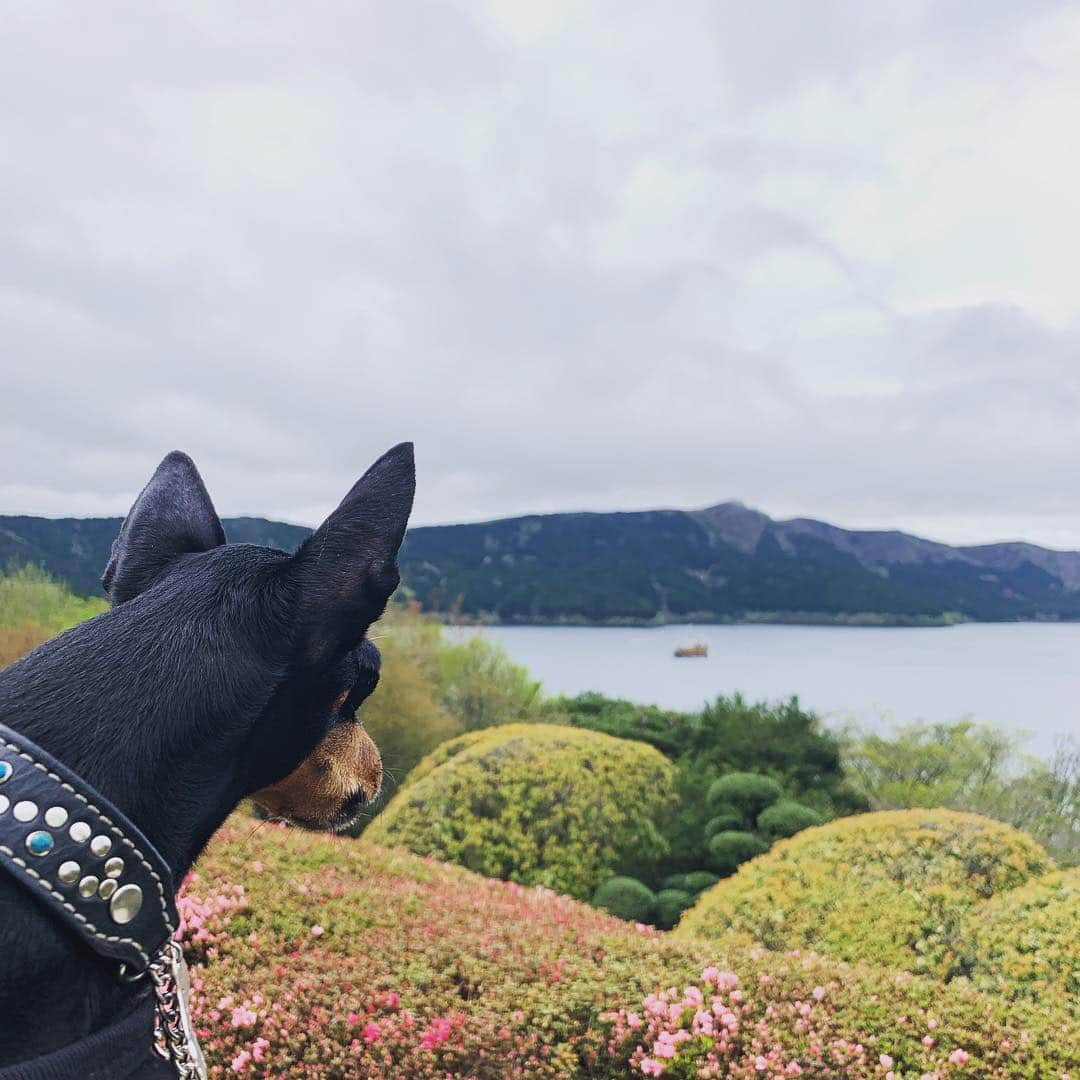 槙田紗子さんのインスタグラム写真 - (槙田紗子Instagram)「ルシ子、箱根に行くの巻。 . . #lucy #toymanchesterterrier #dogstagram #恩賜箱根公園 #トイマン #トイマンチェスターテリア #犬のいる暮らし」5月4日 21時51分 - saco_makita