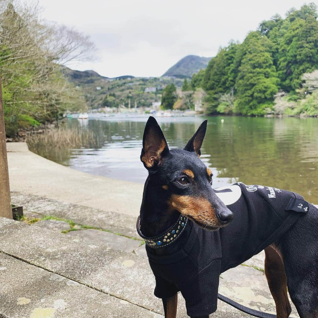 槙田紗子さんのインスタグラム写真 - (槙田紗子Instagram)「ルシ子、箱根に行くの巻。 . . #lucy #toymanchesterterrier #dogstagram #恩賜箱根公園 #トイマン #トイマンチェスターテリア #犬のいる暮らし」5月4日 21時51分 - saco_makita