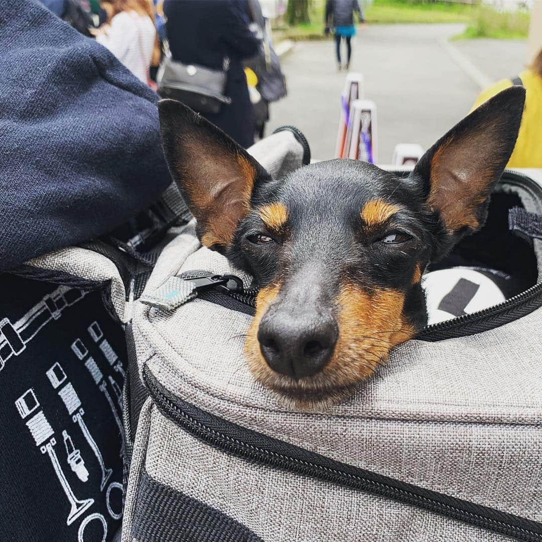 槙田紗子さんのインスタグラム写真 - (槙田紗子Instagram)「ルシ子、箱根に行くの巻。 . . #lucy #toymanchesterterrier #dogstagram #恩賜箱根公園 #トイマン #トイマンチェスターテリア #犬のいる暮らし」5月4日 21時51分 - saco_makita