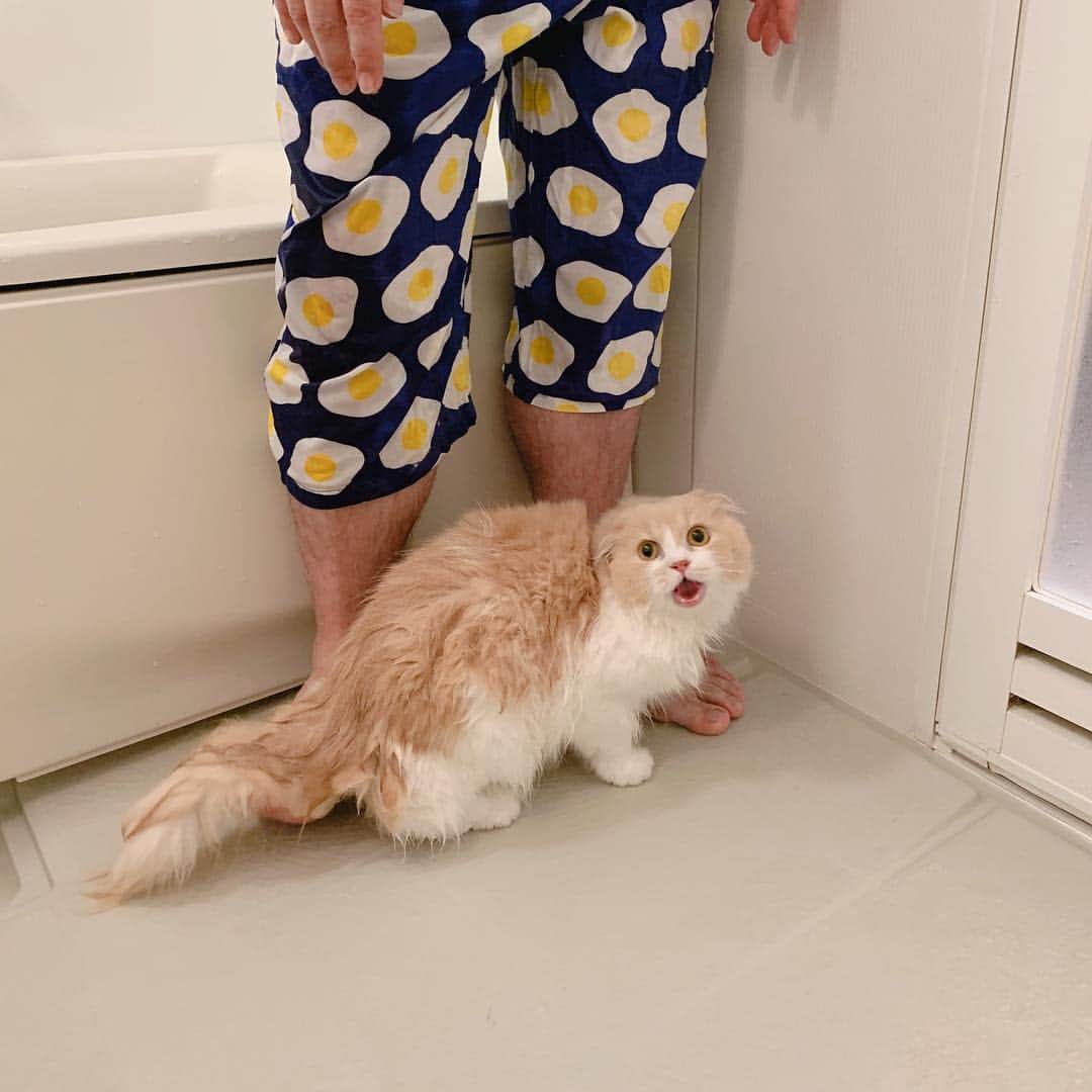 のんたのインスタグラム：「「あたちはシャンプーなんかしないんだからねー！！」 ・ しばらくぼーちゃんのシャンプー写真が続きます🧴」