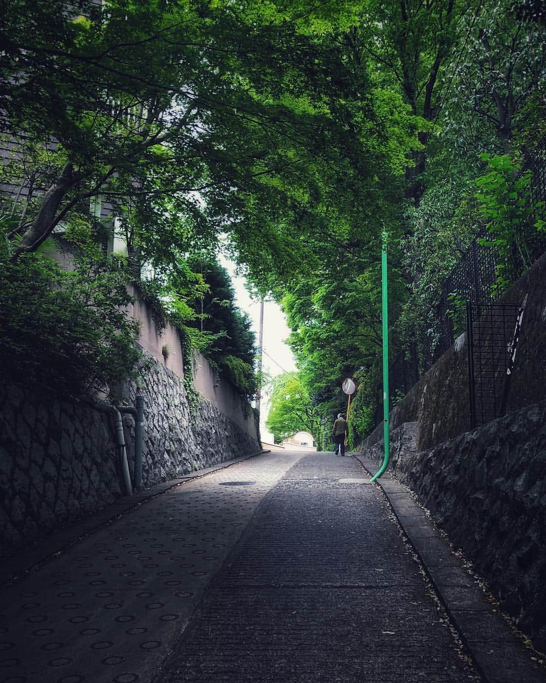 ima_ju / Jun Iのインスタグラム：「. . New Green Season | 令和の新緑 . . wiz @tokyo_grapher #ShotOn_TG  #ShotoniPhone . Telephoto LENS 50mm　 #TG_TELE . . ::」
