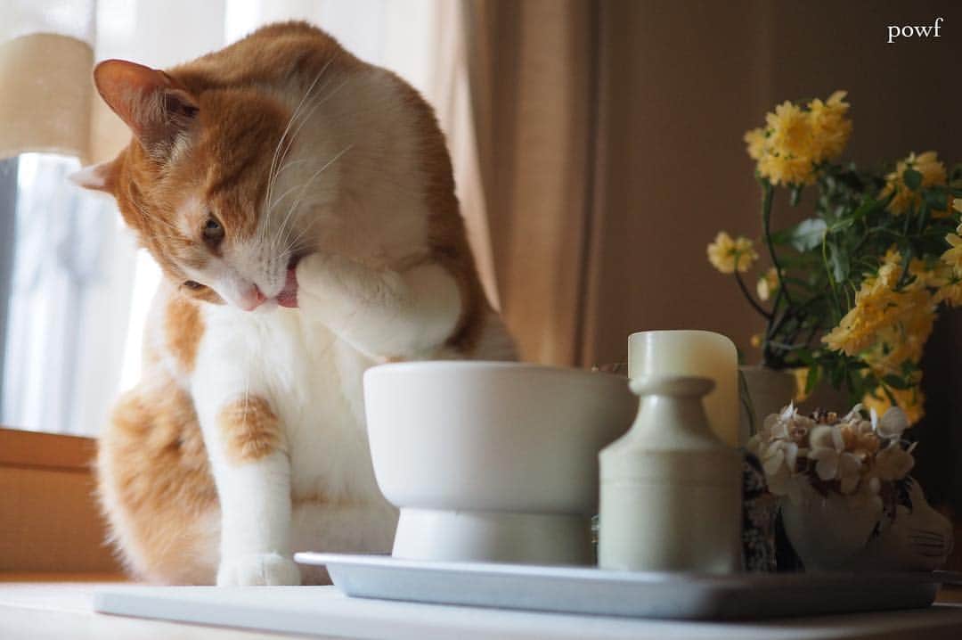 anemone_69のインスタグラム：「. . . #ハカセとキョウジュ #茶トラ白 #茶白 #cat #猫 #保護猫 . . .」