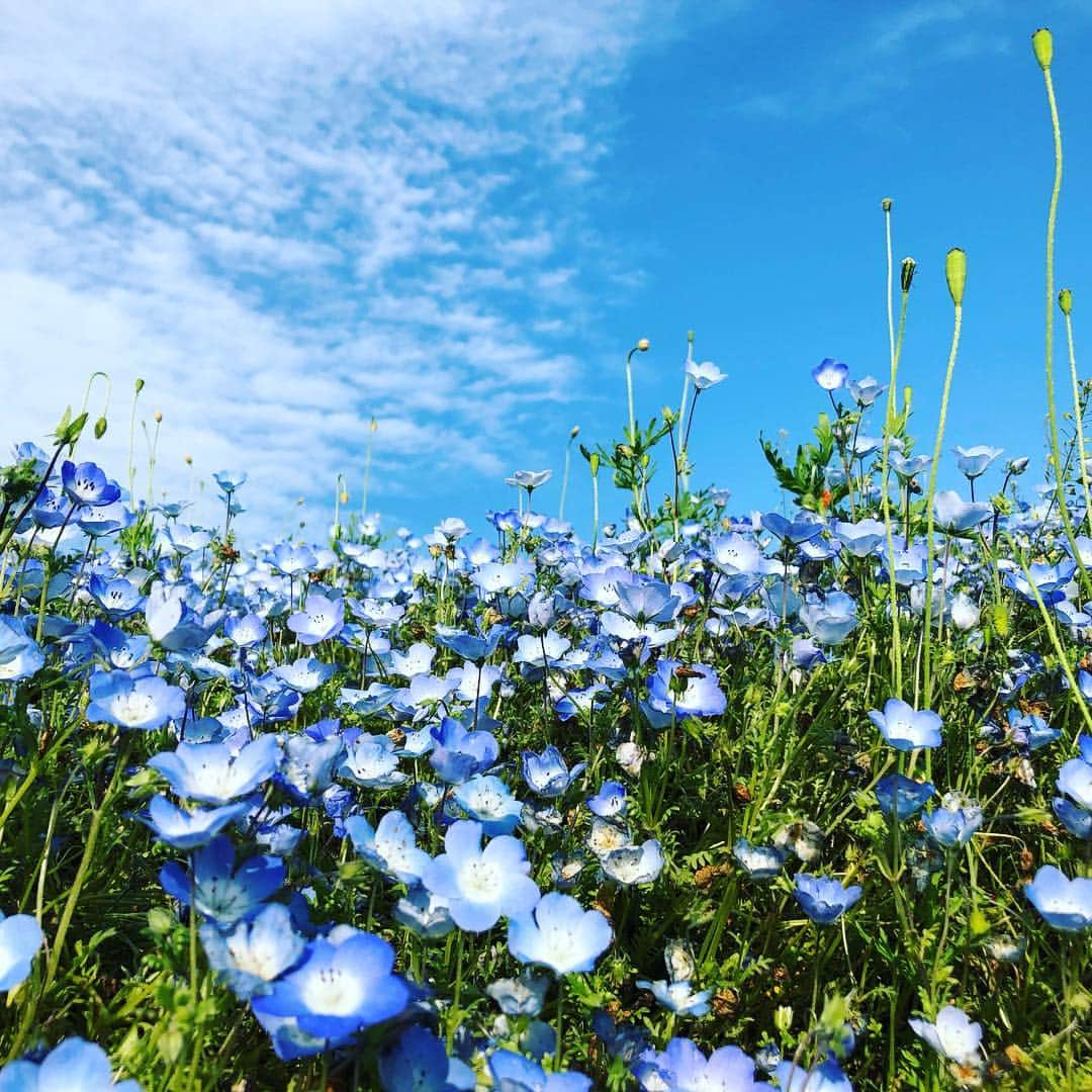 綾瀬マリアさんのインスタグラム写真 - (綾瀬マリアInstagram)「一面真っ青✨✨✨ こんなお花畑初めて見ました😊  ネモフィラという花です🌱  偶然出くわしたナナホシテントウ🐞が、いい演出してくれてます🍀  ゴールデンウィークは残り3日。 17時の閉園時間のインターは渋滞なので、気をつけて‼️ むしろ下道で早く帰れました🚗  人はとっても多かったけど、すごく楽しめます。 トイレもそんなに混んでないし、お店も至る所にあり、300円で乗れる園内のトレインで、入り口からネモフィラの丘まで直行出来ちゃうから、楽チン。トレインには先頭に乗りたくなるけども、あえて車掌さん近くに乗ると、色んな情報を話してくれて、更に気分が上がります⤴︎ #花畑 #ネモフィラ  #ネモフィラ祭り2019フォトコン  #国営ひたち海浜公園  #花 #虫 #てんとう虫 #テントウムシ 🐞 #綺麗 #日本 #japan  #春 #満開  #ゴールデンウィーク #ゴールデンウィーク2019 #令和 #令和元年  #青空 #青 #青い #青い花 #青い花畑 #青い花が好き  #写真好き  #写真好きな人と繋がりたい」5月4日 22時01分 - ayasemaria