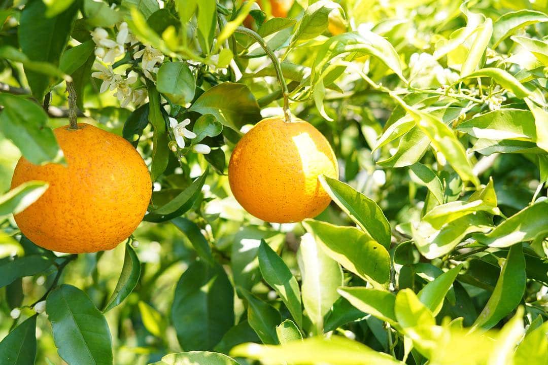 のインスタグラム：「春のみかん？  #みかん #オレンジ #愛媛 #柑橘 #orange」