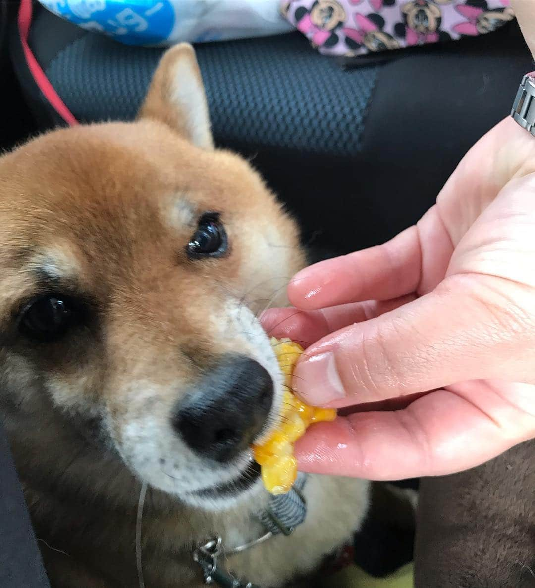 柴犬はなこ Shibainu Hanakoさんのインスタグラム写真 - (柴犬はなこ Shibainu HanakoInstagram)「浦島太郎の乙姫様が祀られているらしい縁結びの神「龍宮神社」で念入りにお詣りして、枕崎で出来立てのさつま揚げ(コーン)をみんなで😋甘くて美味しかった！ 最後は #吹上浜砂の祭典  へ！時間が足りなーい💦🚗」5月4日 22時11分 - kiki_beee