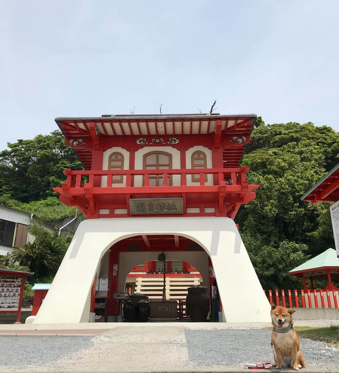 柴犬はなこ Shibainu Hanakoのインスタグラム