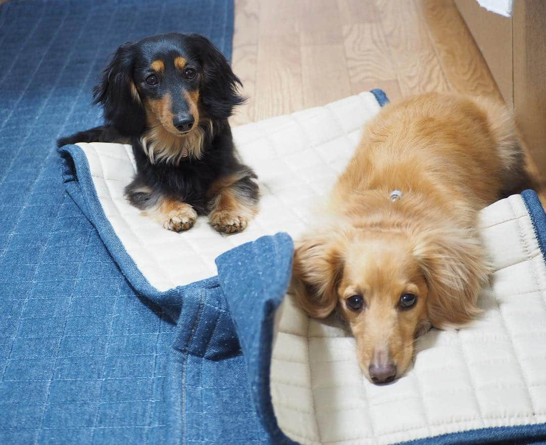 Sora Momoさんのインスタグラム写真 - (Sora MomoInstagram)「お散歩まだですか？🐶🐾🐶 ☺︎ そらがホリホリしてめくったキッチンマットの上 めくったところにそらが乗ったらももも乗る そらがあくびしたらもももあくびする そんなことより早くお散歩〜🐶🐶🐾 ☺︎ #お散歩待ち#キッチンマットホリホリ#めくったところに乗る#二重にしてクッションよくしてるらしい#なかなか賢い#待ってるのに#写真撮ったらにらまれた #そらの後に続くもも#なんでも真似っこ#仲良し#そらともも #ダックス#ミニチュアダックス #ダックス多頭飼い  #dachshund #miniaturedachshund」5月4日 22時23分 - teratera_sorapu_