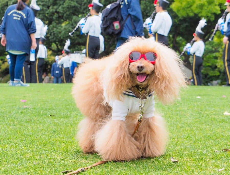 Toypoodle Mikuru?Asakusa Tokyoさんのインスタグラム写真 - (Toypoodle Mikuru?Asakusa TokyoInstagram)「20190503 Friday. ❇️超宴 The fourth In Yokohama ❇️ 〜㊗️令和㊗️新時代はビールで横浜だ！〜 . 超宴も第4回目😆 いつもの超宴メンバーに加えて、横浜会のスペシャルゲスト、 ルパンくん✨ @rurun ジルちゃん✨ @junandjill . いゃ〜ひたすら飲んで、 楽しい超宴となりました😆 . ❶ 待ち合わせ山下公園氷川丸前 ❷-❹ パレードみたりガーデニングみたり ❺ じかんだよ！全員集合😆 ❻ 一次会はクラフトビール ❼ お利口さんでまってる風 ❽ 二次会は吉田まち😆 ❾ 超宴 ふたたび... . 今回もありがとうございました！ #team超宴 メンバー @laugh0903 みゆきんお手配ありがとうございました🙏🏻 @namecopapa @namecomummy  @sorapa9913 . 記念の第5回超宴もよろしくねッ😆 . #ディープな横浜 知りたい #浅草とは違うなぁ」5月4日 22時23分 - purapura299