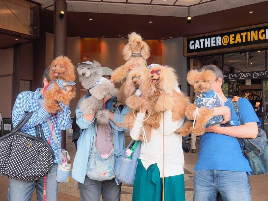 Toypoodle Mikuru?Asakusa Tokyoさんのインスタグラム写真 - (Toypoodle Mikuru?Asakusa TokyoInstagram)「20190503 Friday. ❇️超宴 The fourth In Yokohama ❇️ 〜㊗️令和㊗️新時代はビールで横浜だ！〜 . 超宴も第4回目😆 いつもの超宴メンバーに加えて、横浜会のスペシャルゲスト、 ルパンくん✨ @rurun ジルちゃん✨ @junandjill . いゃ〜ひたすら飲んで、 楽しい超宴となりました😆 . ❶ 待ち合わせ山下公園氷川丸前 ❷-❹ パレードみたりガーデニングみたり ❺ じかんだよ！全員集合😆 ❻ 一次会はクラフトビール ❼ お利口さんでまってる風 ❽ 二次会は吉田まち😆 ❾ 超宴 ふたたび... . 今回もありがとうございました！ #team超宴 メンバー @laugh0903 みゆきんお手配ありがとうございました🙏🏻 @namecopapa @namecomummy  @sorapa9913 . 記念の第5回超宴もよろしくねッ😆 . #ディープな横浜 知りたい #浅草とは違うなぁ」5月4日 22時23分 - purapura299