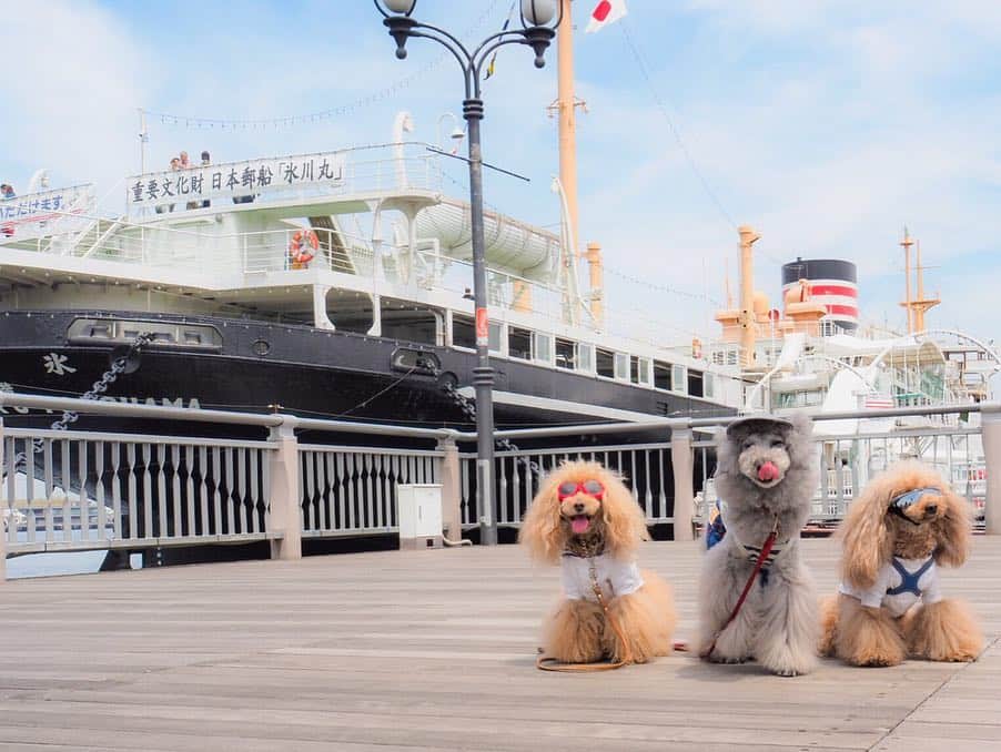 Toypoodle Mikuru?Asakusa Tokyoのインスタグラム：「20190503 Friday. ❇️超宴 The fourth In Yokohama ❇️ 〜㊗️令和㊗️新時代はビールで横浜だ！〜 . 超宴も第4回目😆 いつもの超宴メンバーに加えて、横浜会のスペシャルゲスト、 ルパンくん✨ @rurun ジルちゃん✨ @junandjill . いゃ〜ひたすら飲んで、 楽しい超宴となりました😆 . ❶ 待ち合わせ山下公園氷川丸前 ❷-❹ パレードみたりガーデニングみたり ❺ じかんだよ！全員集合😆 ❻ 一次会はクラフトビール ❼ お利口さんでまってる風 ❽ 二次会は吉田まち😆 ❾ 超宴 ふたたび... . 今回もありがとうございました！ #team超宴 メンバー @laugh0903 みゆきんお手配ありがとうございました🙏🏻 @namecopapa @namecomummy  @sorapa9913 . 記念の第5回超宴もよろしくねッ😆 . #ディープな横浜 知りたい #浅草とは違うなぁ」