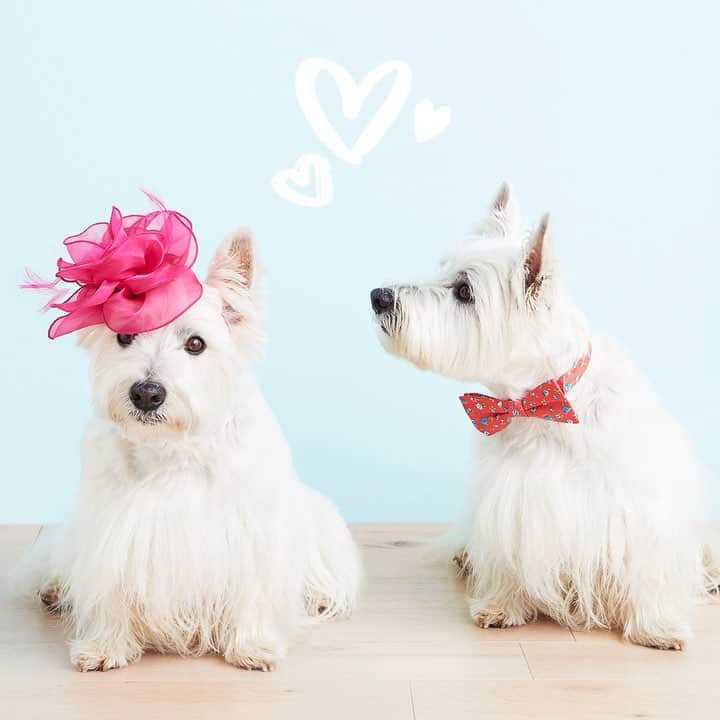 ロック&リパブリックのインスタグラム：「Break out your best hats and bow ties—it’s Derby Day! 👒🏇🏼🎉 #Kohls」