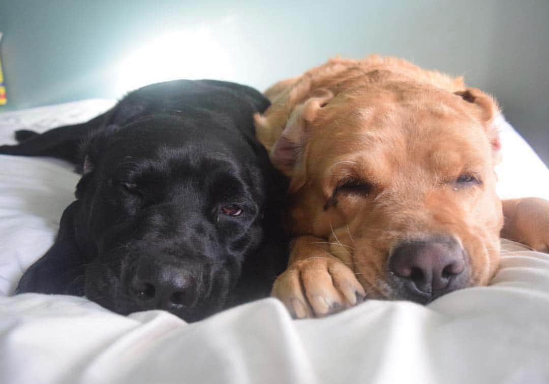Jake And Gingerさんのインスタグラム写真 - (Jake And GingerInstagram)「Good morning  #worldoflabs #fab_labs_ #talesofalab #labs_of_insta #weeklyfluff #dogsofinstagram」5月4日 23時09分 - jake_n_ginger