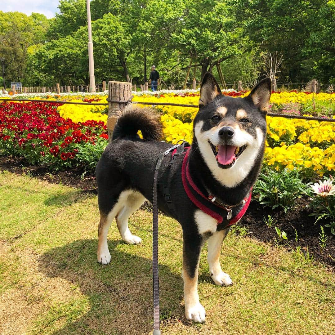 vo_coのインスタグラム：「🌼 クルマに乗せられたから、お出かけだー！って思ったら、着いたのは前に住んでたエリアの公園だった件 * #でも久しぶりのお友達に会えたから #なかなか楽しかった様子 #shibastagram #instashiba #shiba #shibainu #黒柴 #柴犬」