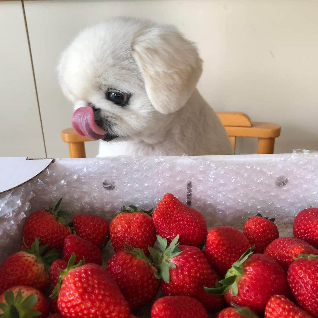 こなつさんのインスタグラム写真 - (こなつInstagram)「🐶🍓イチゴParty🐶🍓 ﻿宮城県山元町の高泉さんが作られてるイチゴ﻿🍓👨🏻‍🌾✨﻿ 開けた瞬間からあま〜い香りでこなつも大興奮﻿ 🤤❤️﻿美味しくて食べるの止まりませんでした🤤❤️﻿」5月4日 23時07分 - nattsxx