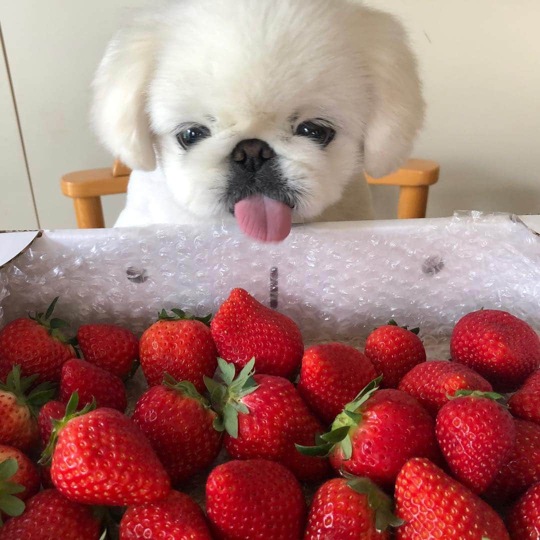 のインスタグラム：「🐶🍓イチゴParty🐶🍓 ﻿宮城県山元町の高泉さんが作られてるイチゴ﻿🍓👨🏻‍🌾✨﻿ 開けた瞬間からあま〜い香りでこなつも大興奮﻿ 🤤❤️﻿美味しくて食べるの止まりませんでした🤤❤️﻿」