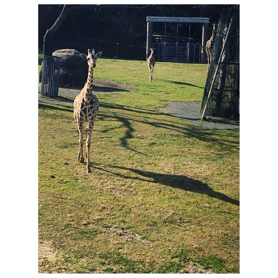 馬場園梓さんのインスタグラム写真 - (馬場園梓Instagram)「へい♪  今日は朝から、 CBC花咲かタイムズに出させていただいておりました☺︎ 今回の直美ちゃんとの推しタビは、 愛知県は豊橋市でした！  のんほいパークでは、 キリンを上から見られて楽しかったです🦒♪ 美味しすぎるお寿司に焼き肉、 オシャレにDIYできるお店など、 最高の旅でした！  ぜひ番組のHPを見て 行ってみてください！  そして、 こちらの素敵なお衣装は、 トップス、 スカート、 ともに @blueoceanoffice1997 さんとこのです！  ですので、  ルン♪  #yeah #happy #nice #cbc #花咲かタイムズ #推しタビ #愛知県 #豊橋市 #DIY #のんほいパーク #きりん #球体 #唐揚げマヨネーズ #ご機嫌 #ルン♪」5月4日 23時14分 - babazonoazusa