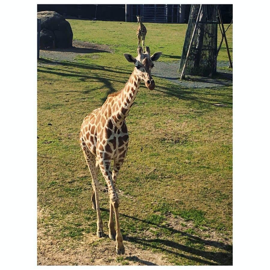 馬場園梓さんのインスタグラム写真 - (馬場園梓Instagram)「へい♪  今日は朝から、 CBC花咲かタイムズに出させていただいておりました☺︎ 今回の直美ちゃんとの推しタビは、 愛知県は豊橋市でした！  のんほいパークでは、 キリンを上から見られて楽しかったです🦒♪ 美味しすぎるお寿司に焼き肉、 オシャレにDIYできるお店など、 最高の旅でした！  ぜひ番組のHPを見て 行ってみてください！  そして、 こちらの素敵なお衣装は、 トップス、 スカート、 ともに @blueoceanoffice1997 さんとこのです！  ですので、  ルン♪  #yeah #happy #nice #cbc #花咲かタイムズ #推しタビ #愛知県 #豊橋市 #DIY #のんほいパーク #きりん #球体 #唐揚げマヨネーズ #ご機嫌 #ルン♪」5月4日 23時14分 - babazonoazusa