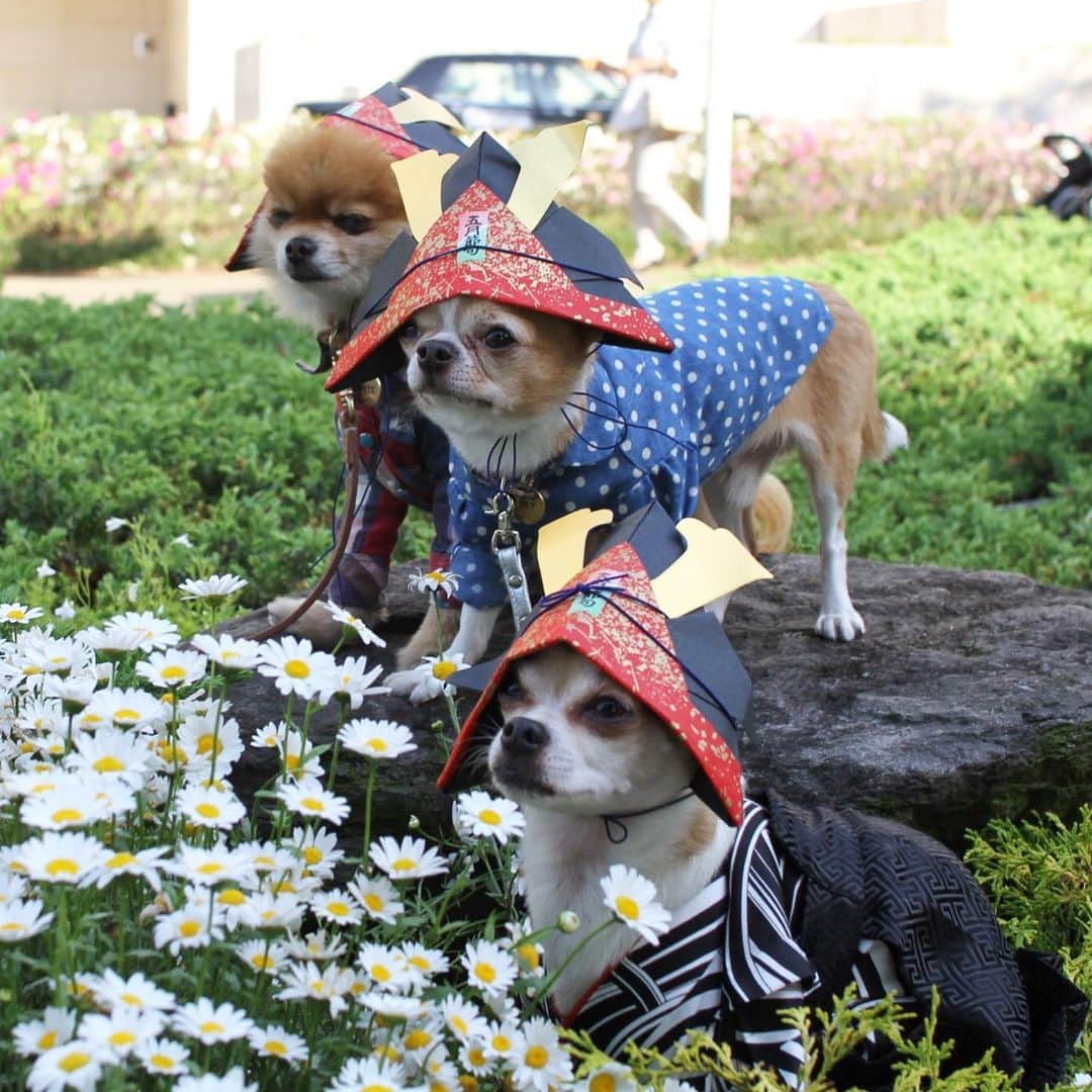 紋次郎さんのインスタグラム写真 - (紋次郎Instagram)「Gooood morning😊 仕事も終わったし今日は大阪、神戸とフラフラして帰るとするかな😊  いつかの思い出 5日の思い出 こどもの日 トイくんとポテチンと…懐かしい  #dog#dogstagram#instadog#chihuahua#barkbox#mydogiscutest#buzzfeed#dog_features#fluffypack#barkpack#dogsofinstaworld#dogsofinstagram#犬#チワワ#手作り#handmade#着物#fashion#紋次郎一家#チーム茶#ふわもこ部#igersjp#peco犬部#dogsofinstagram#dogfashion」5月5日 8時53分 - montjiro