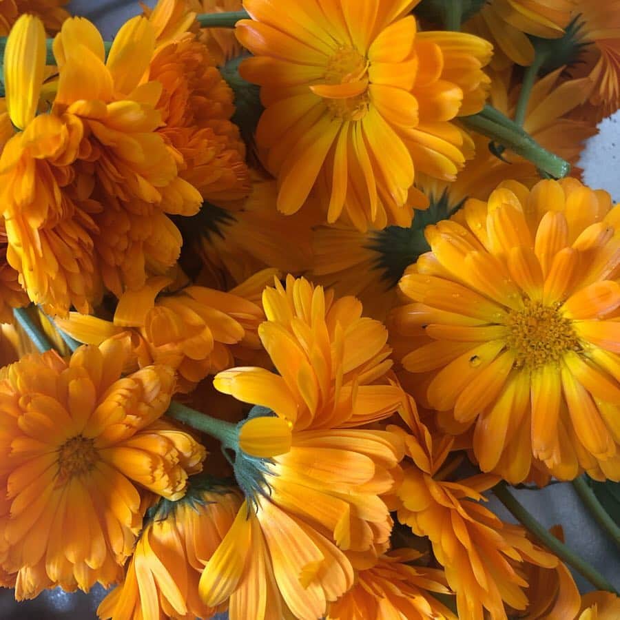 HERVA AKICOさんのインスタグラム写真 - (HERVA AKICOInstagram)「庭で次々と花を咲かせてくれているカレンデュラ  #カレンデュラ#太陽の花#お肌のケア#目のケア#粘膜のケアにも#」5月5日 8時48分 - herva_akiko